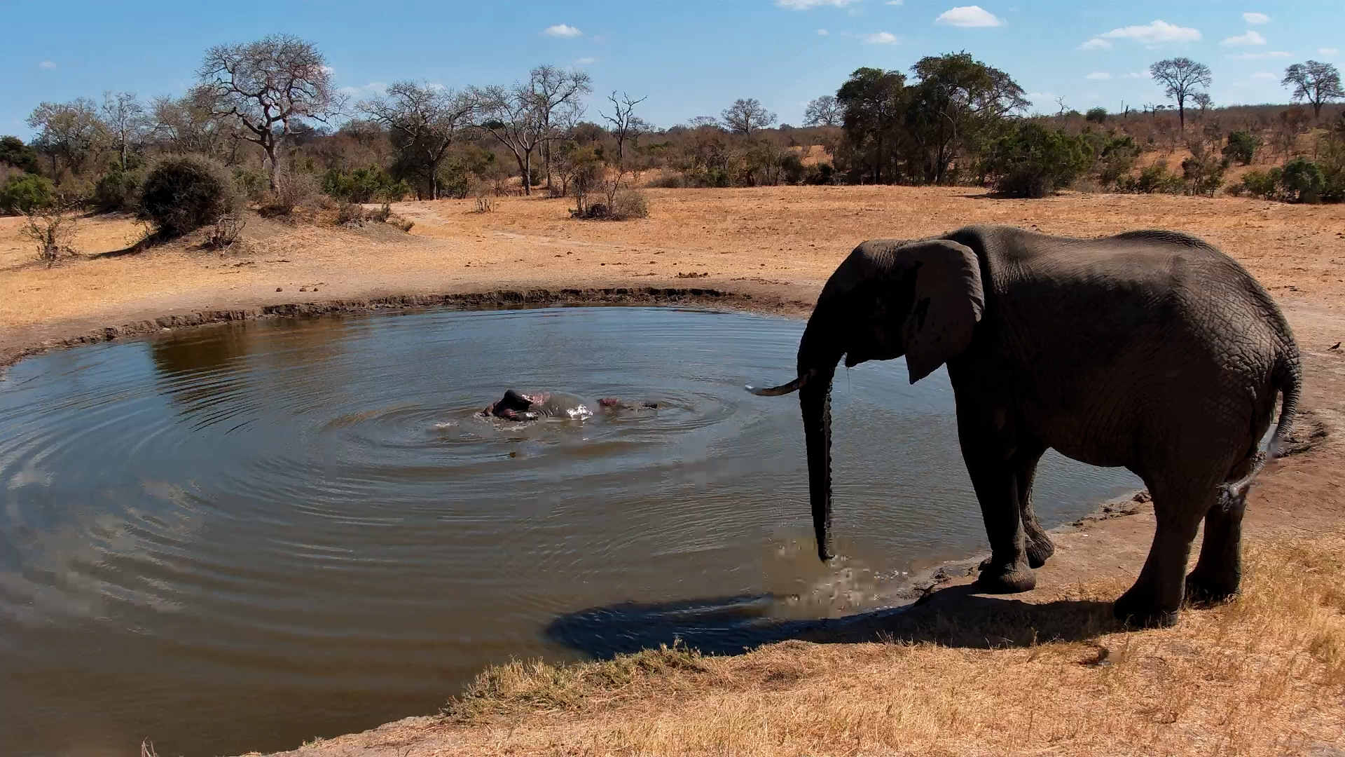 Elephant Drinks as Hank the Hippo Wallows