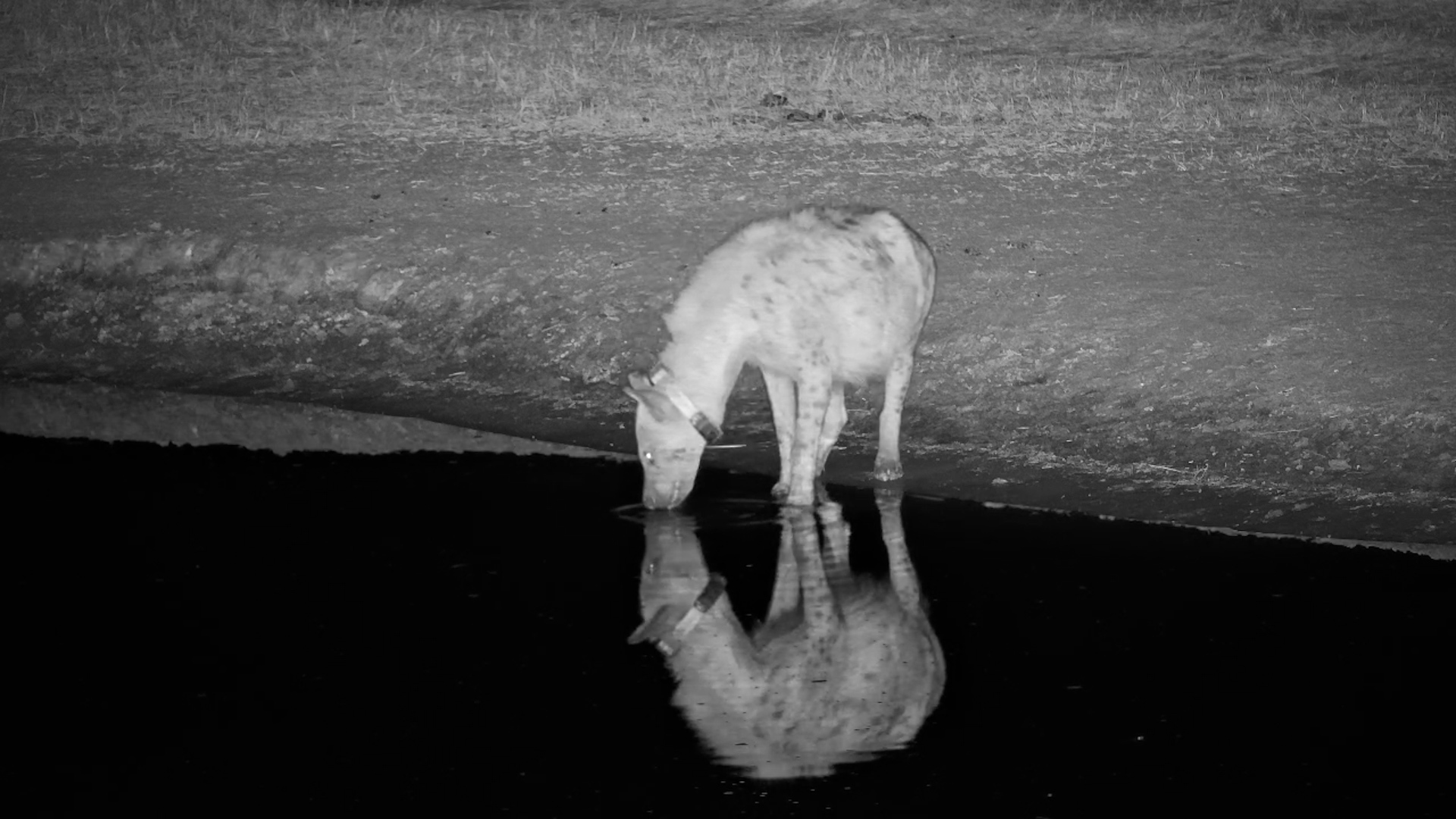 Collared Hyena Drinks at Nkorho Waterhole
