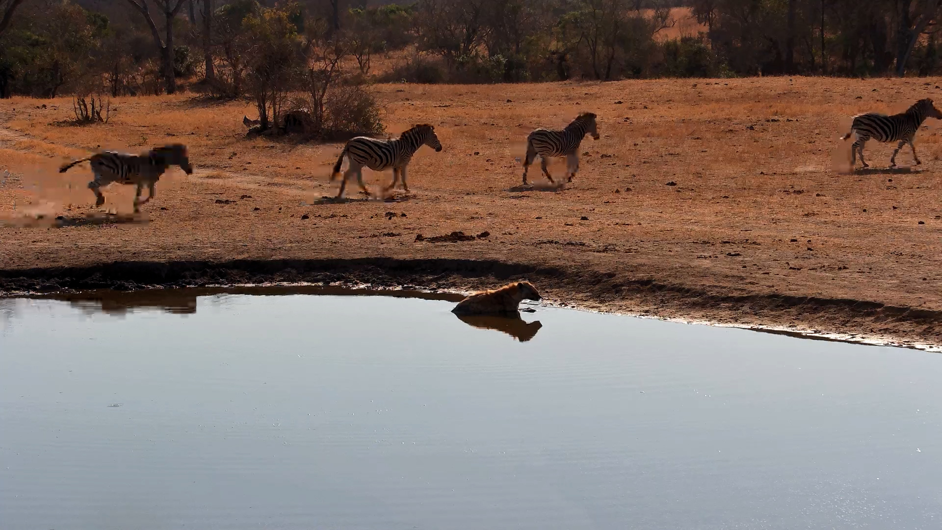 Spotted Hyena’s Afternoon Wallow with Zebra Visitors