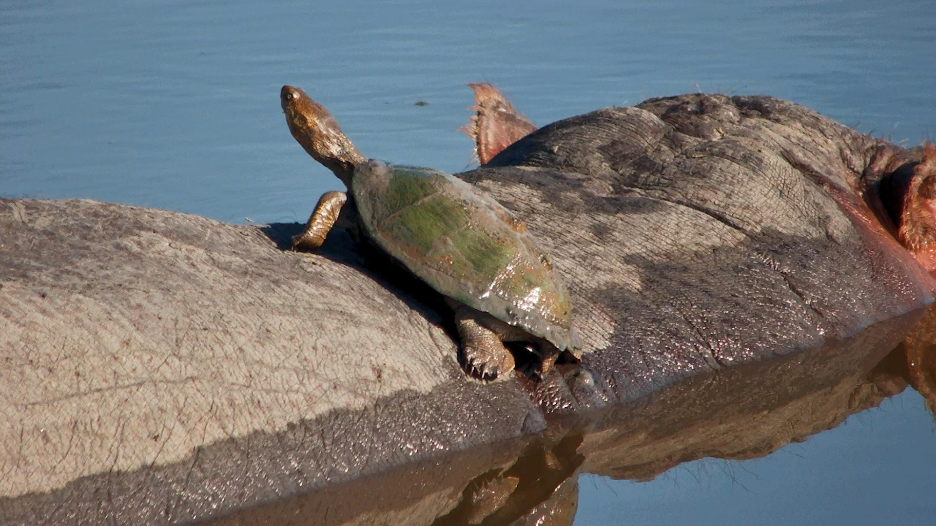 When a Terrapin Rides a Hippo