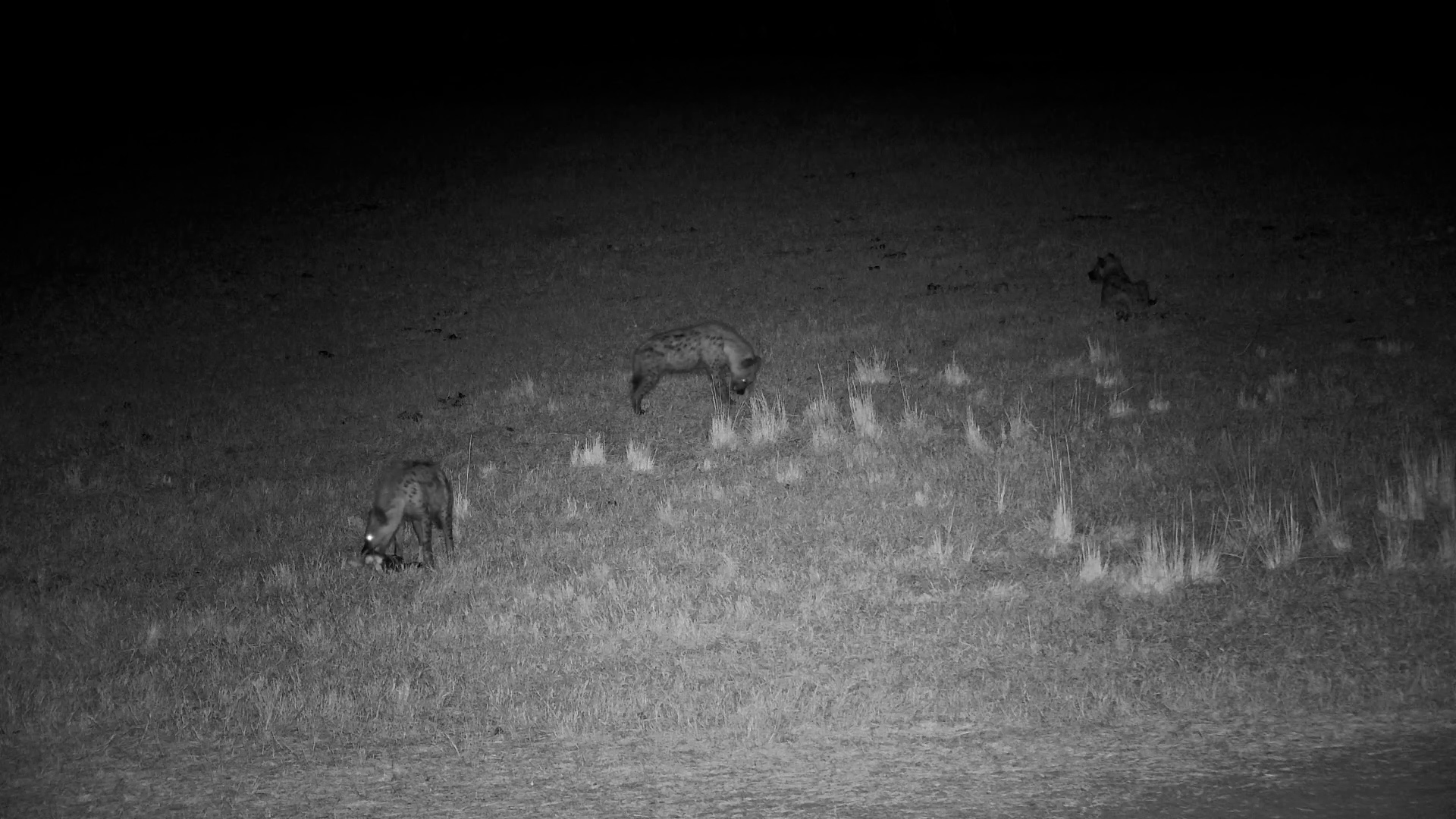 Hyena Playtime at the Waterhole