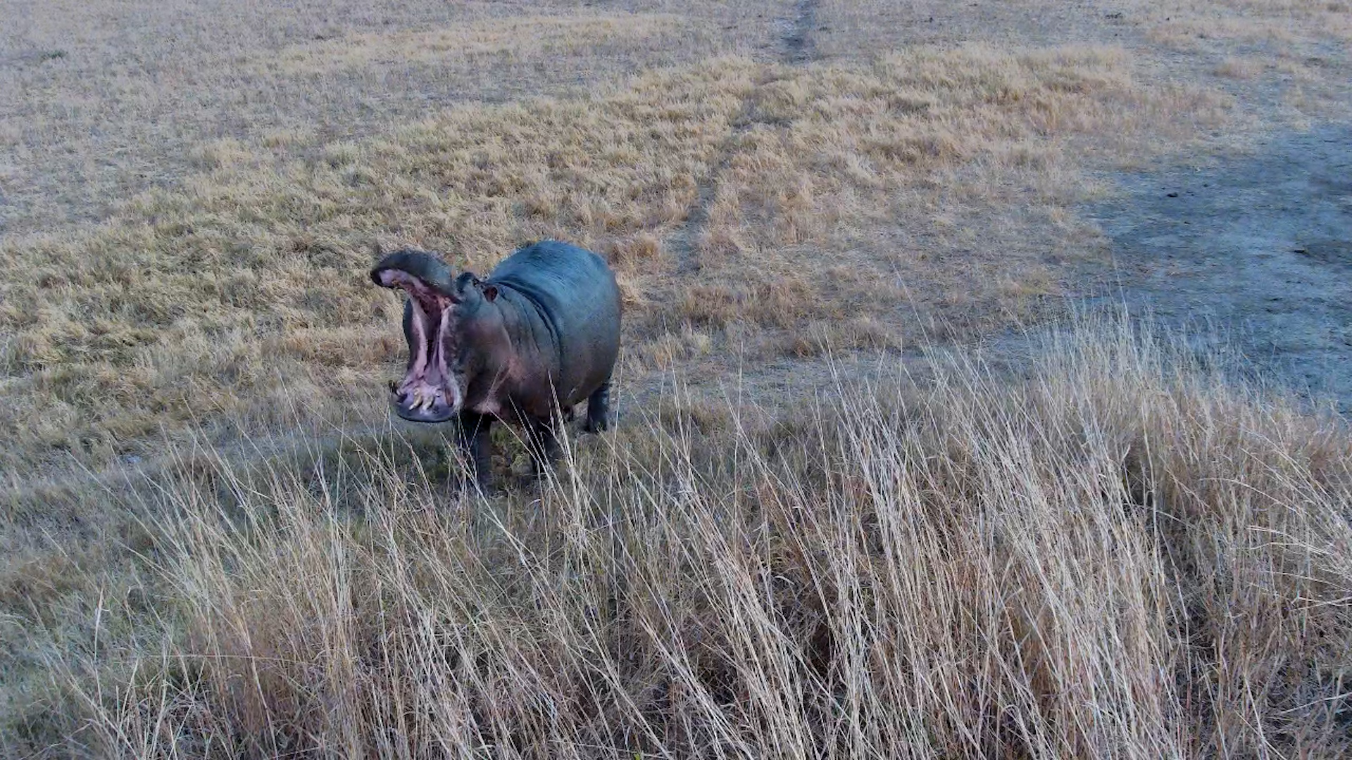 Hank the Hippo’s Jaw-Dropping Display!
