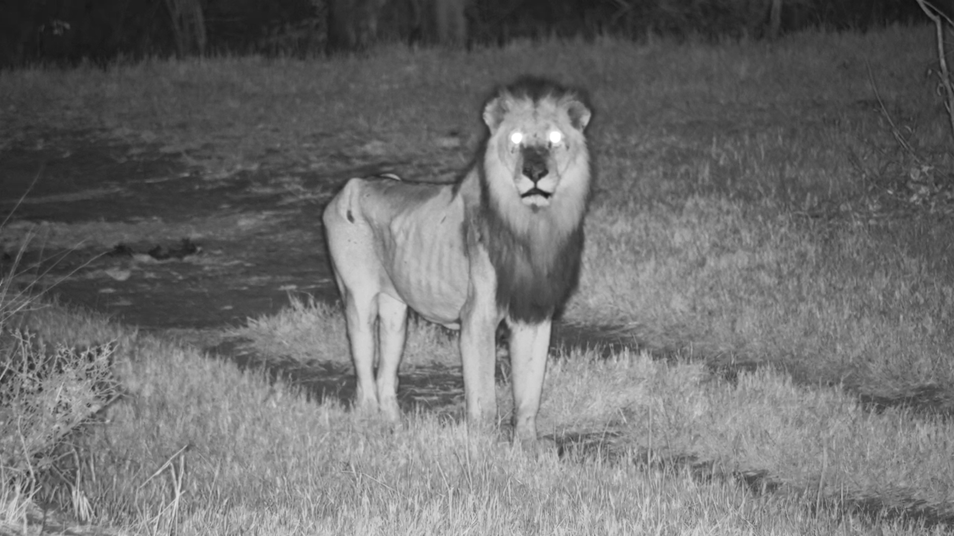 Old Kruger Male Lion Sniffs the Night Air