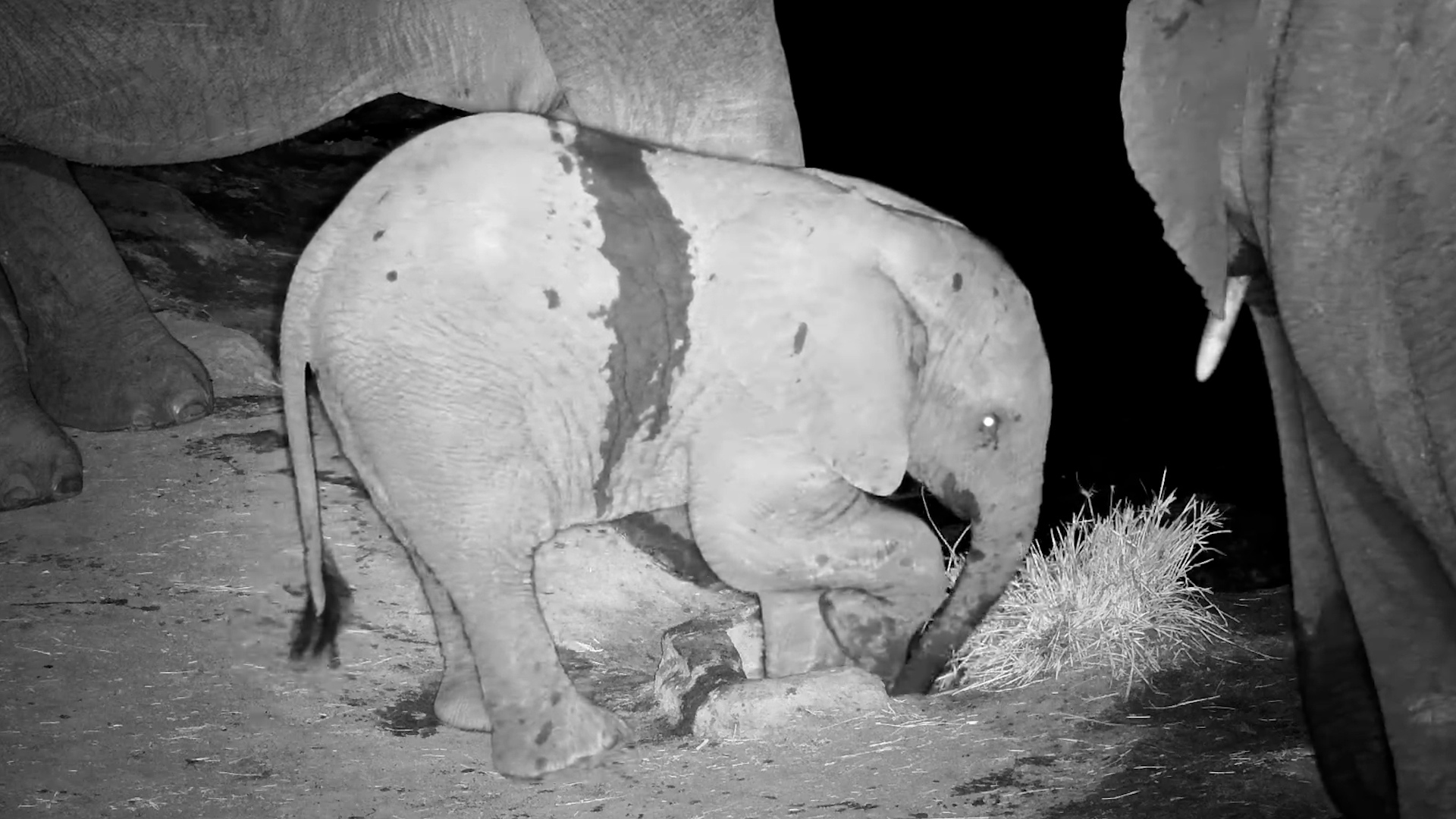 Elephant Herd with Cute Calf Drinks at Nkorho