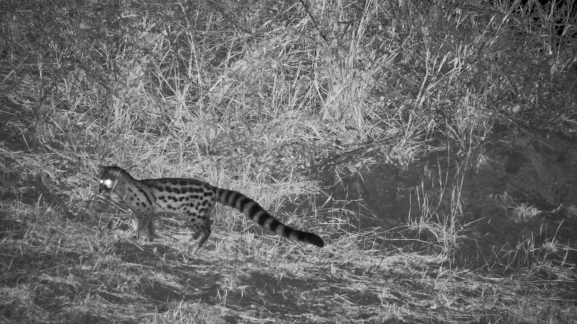 Genet Hunts Under the Stars at Nkorho
