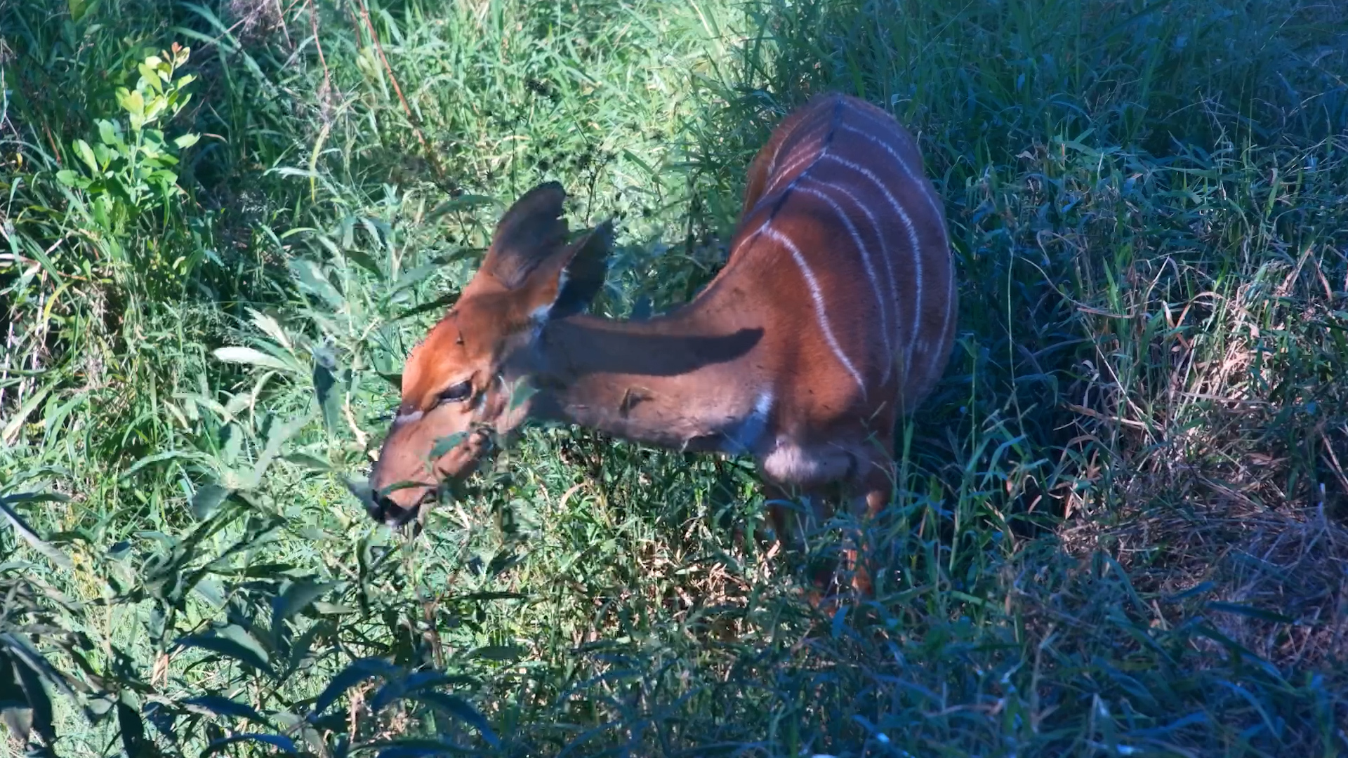 Nyala Snack Stop