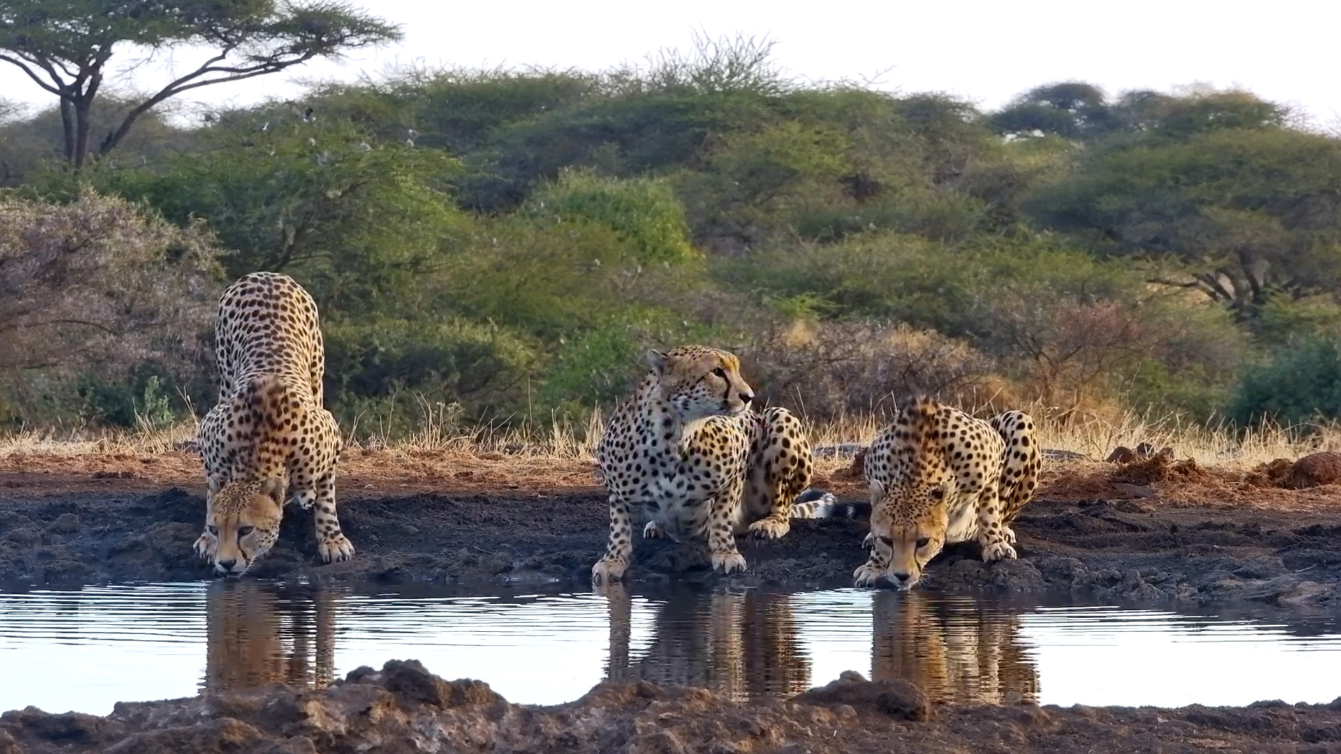 Golden Hour Cheetahs: Trio Arrives for a Drink at ol Donyo