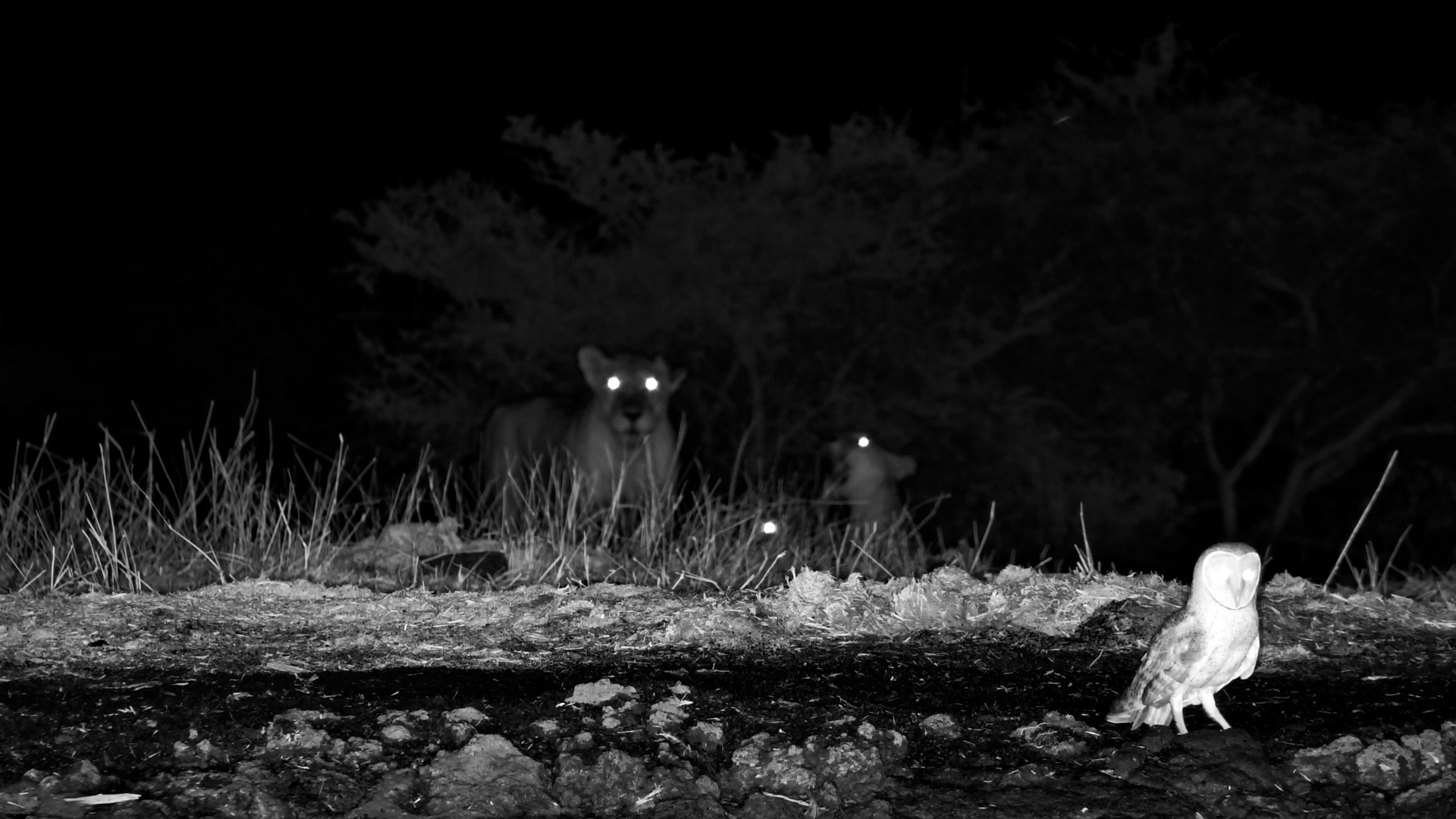 Barn Owl Flees as Lion Cubs Take Over ol Donyo Waterhole