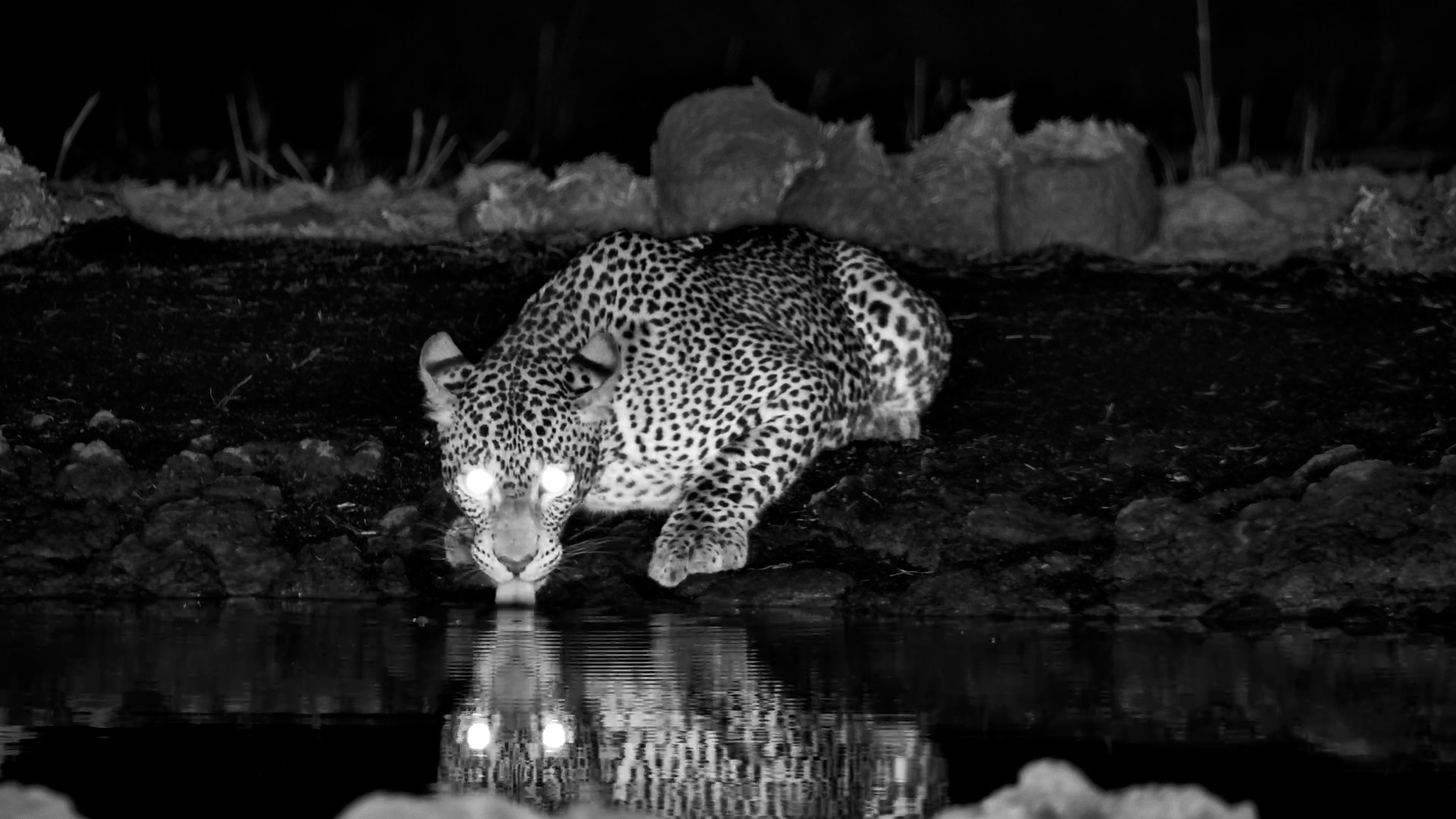 Leopard Stops for a Drink at Night