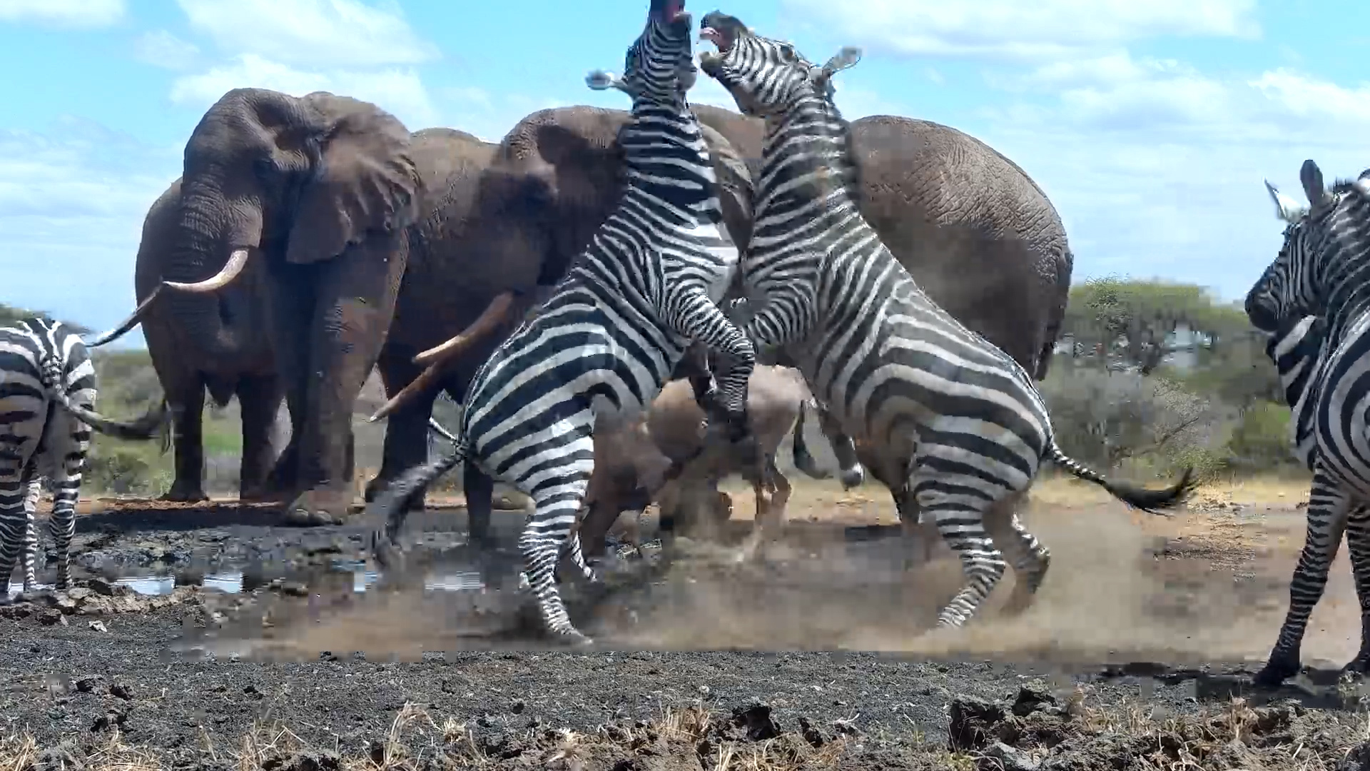 Zebra vs Zebra | | Kicks & Bites Fly!