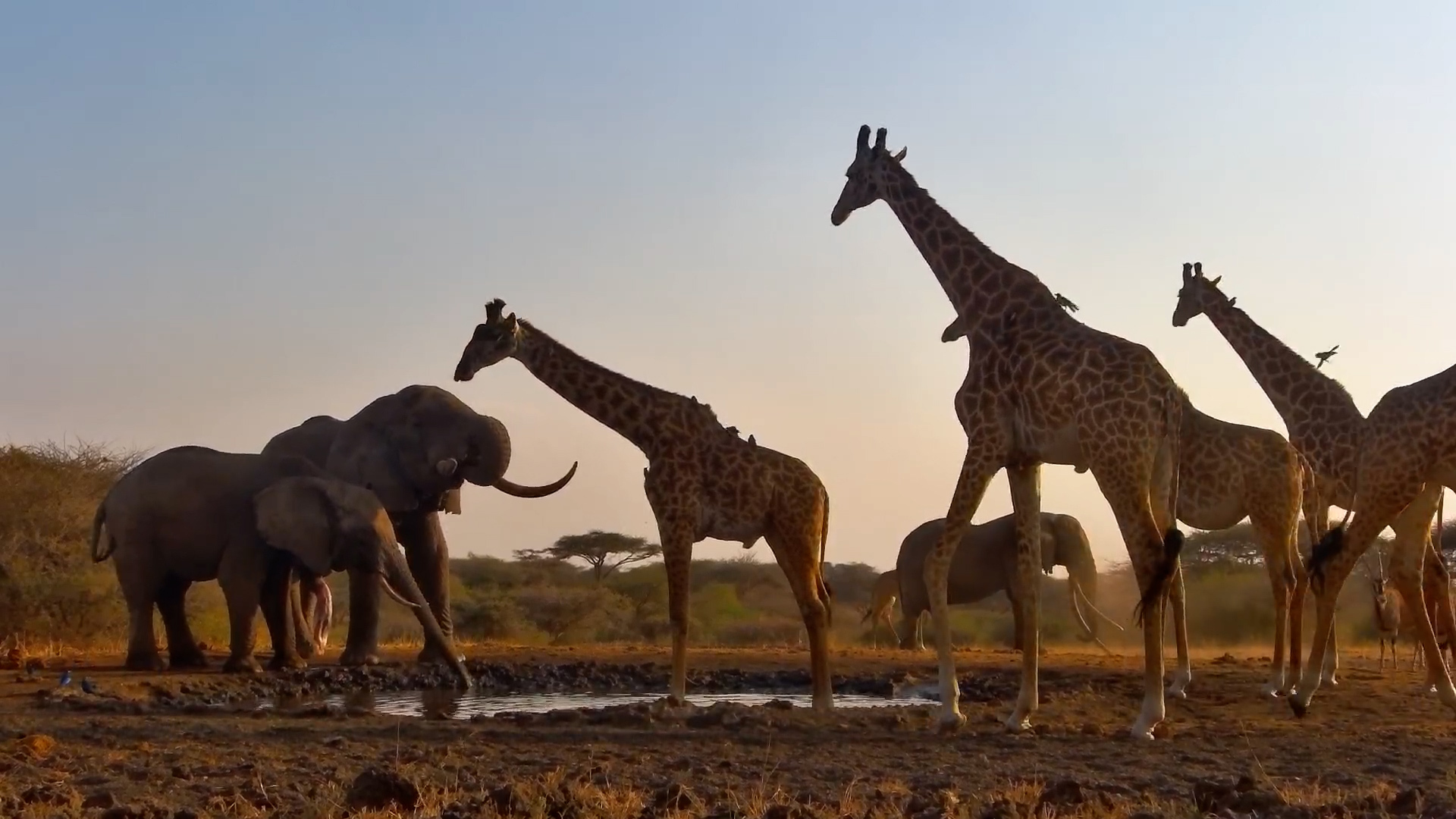 One Ton and Friends Arrive for a Sunny Afternoon at ol Donyo!