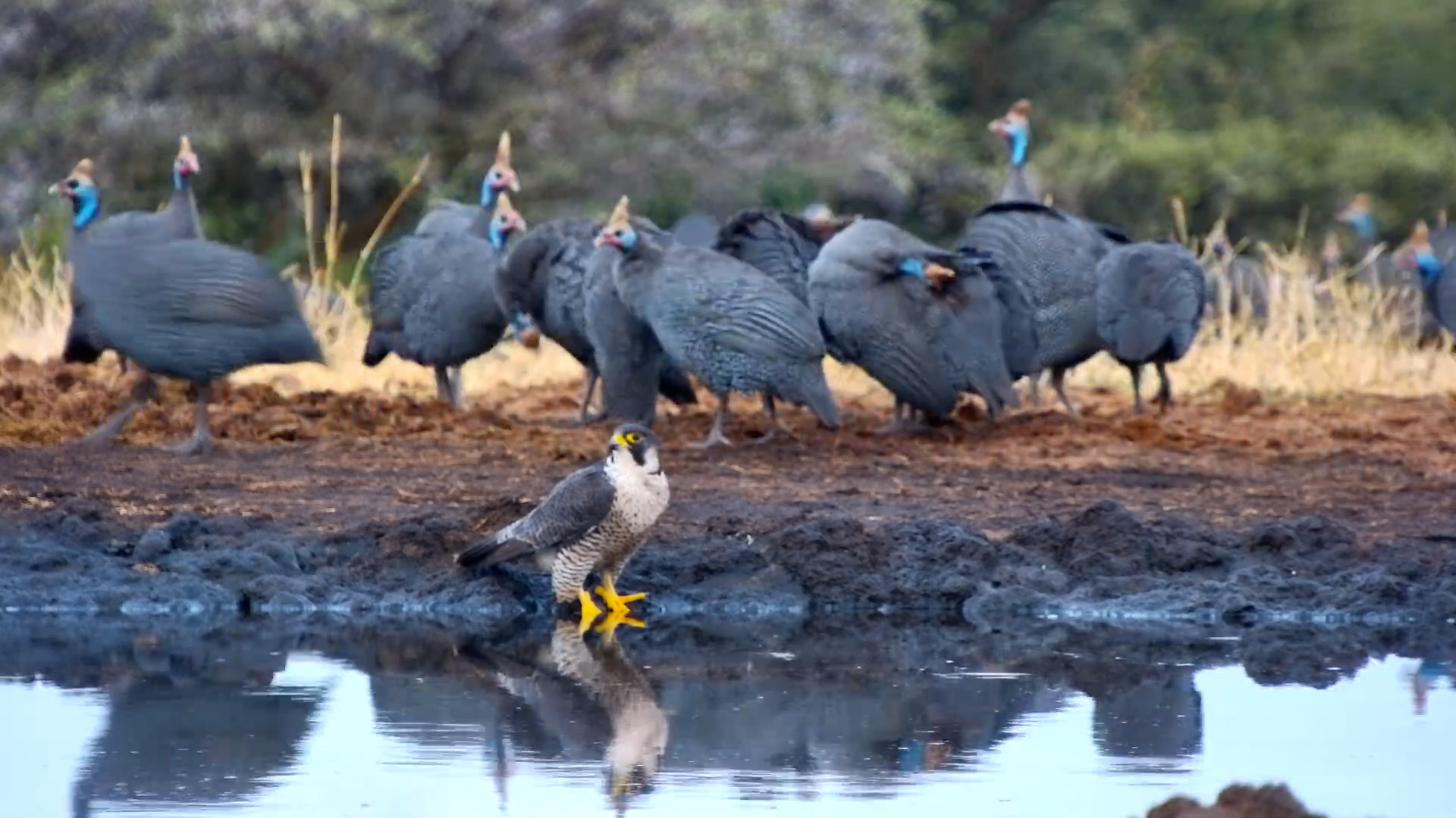 Unexpected Guests: Peregrine Falcon and Guineafowl Share a Waterhole Moment