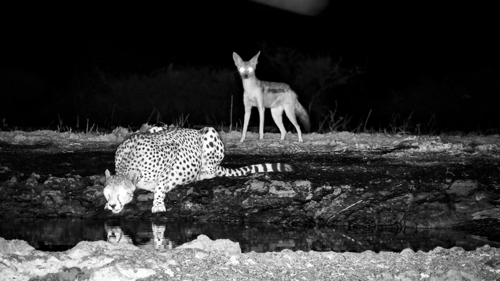 Jackal Nips Cheetah’s Bum While Drinking in the Dark