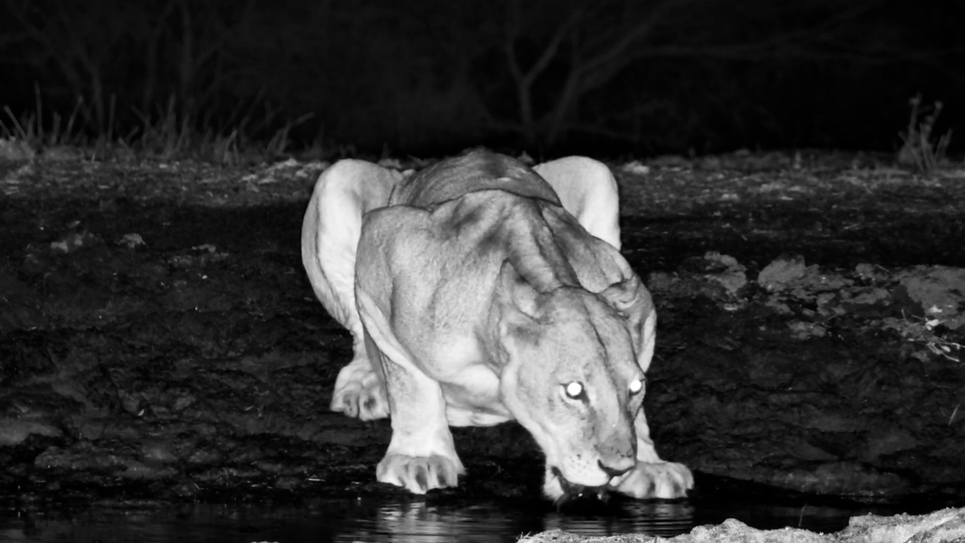 Kukuokeli Savors a Peaceful Solo Drink at Ol Donyo