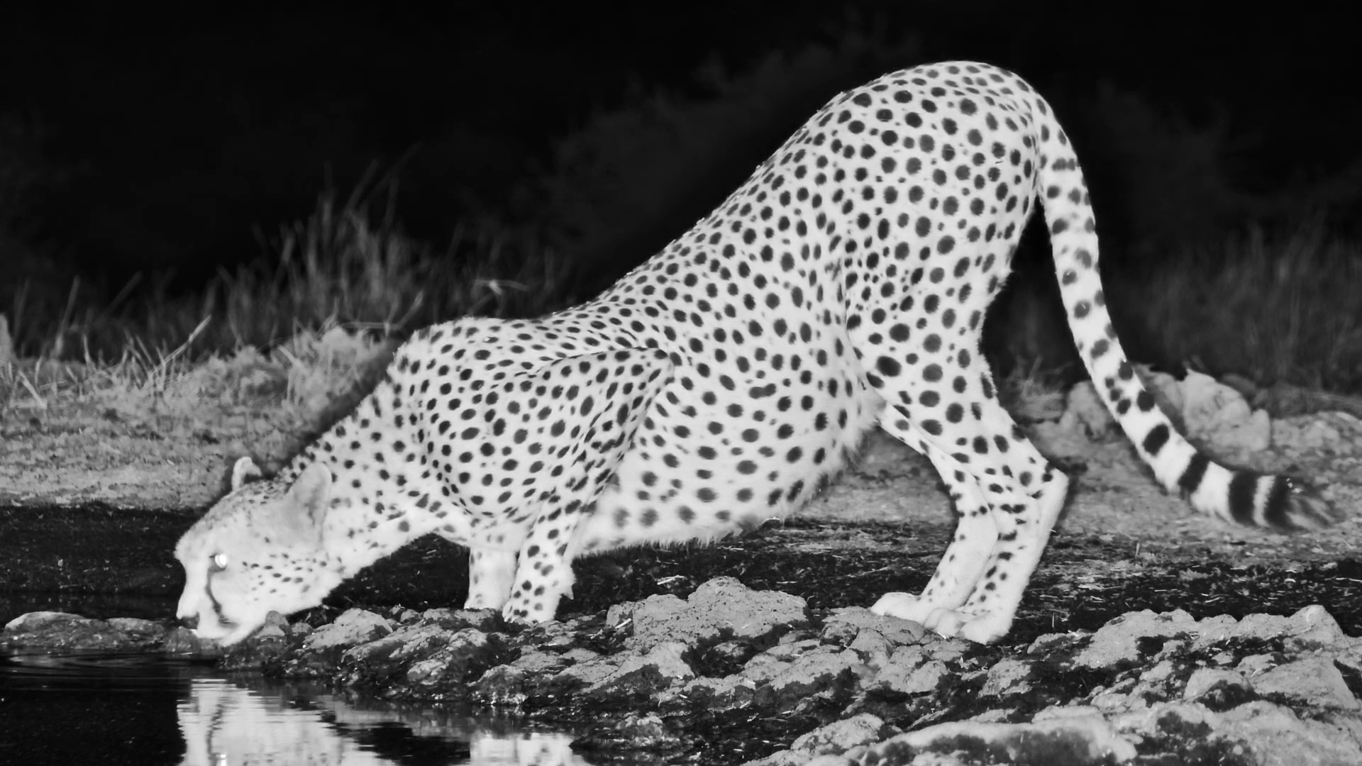 When a Cheetah Joins an Elephant for a Drink