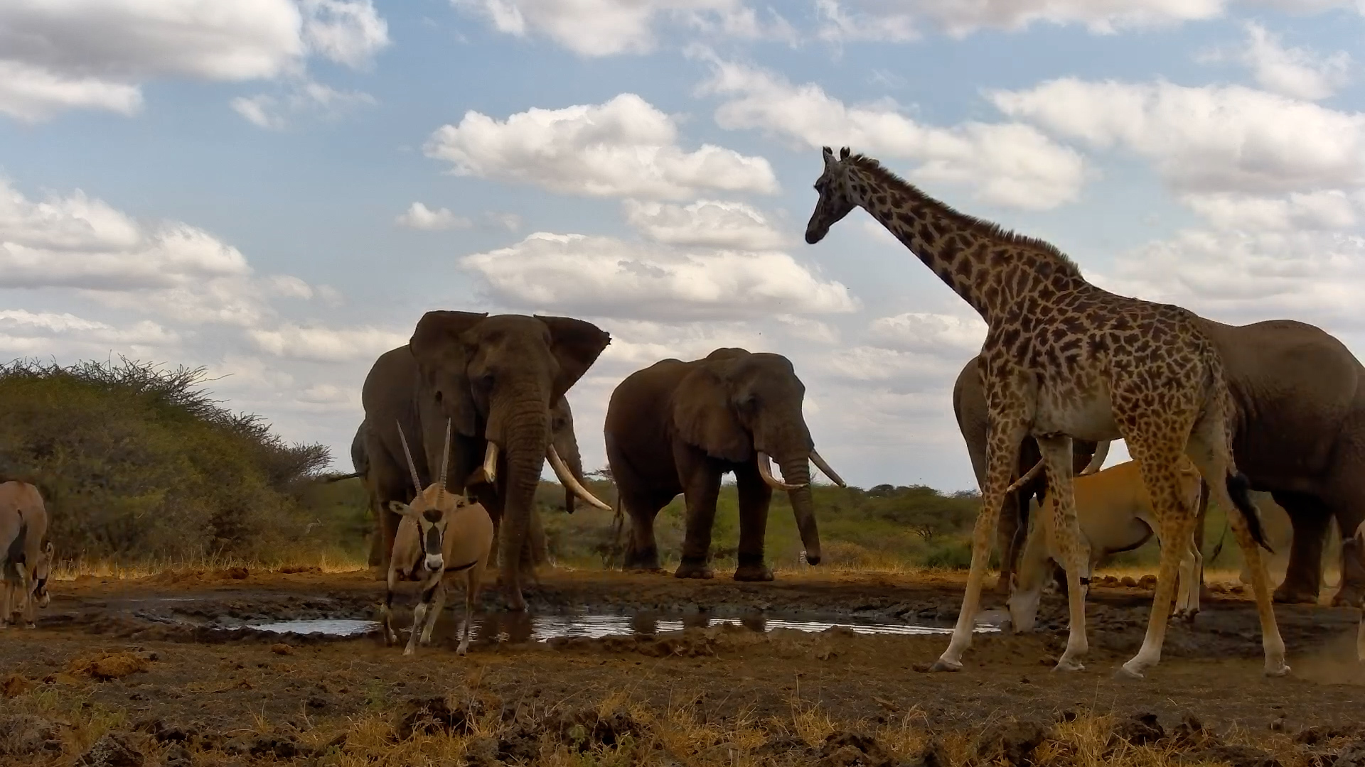 Squeeze In If You Can! Elephants Hog the Waterhole