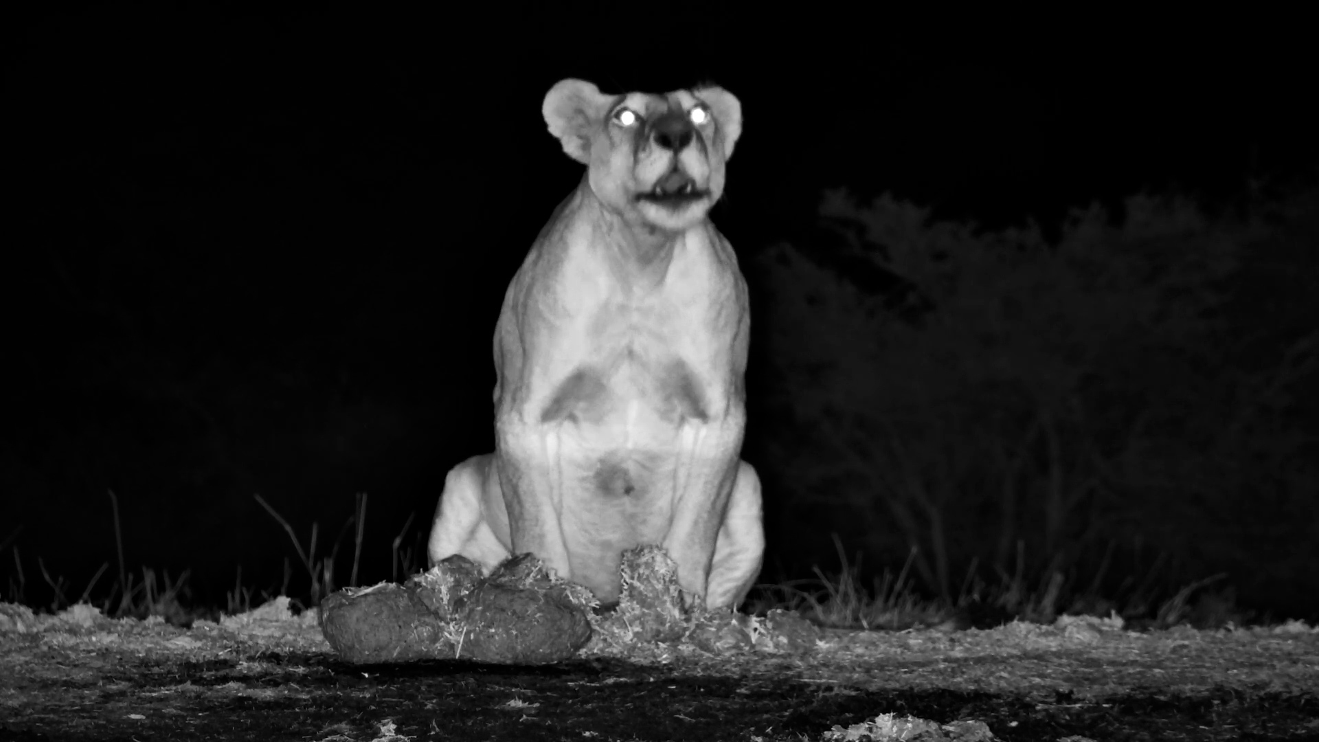 Kukuokeli the Lioness Lets Out a Powerful Roar
