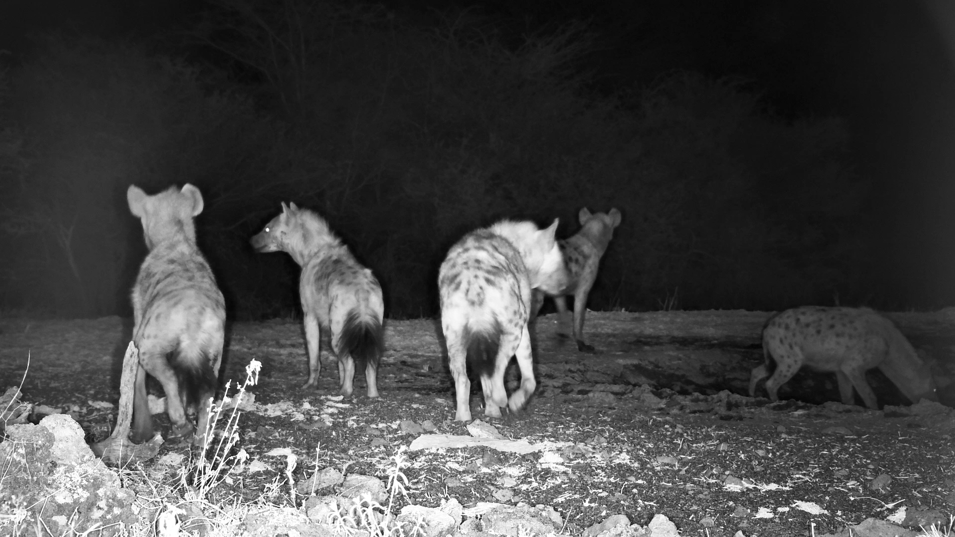 Spotted Hyena Clan Drinks at ol Donyo Waterhole