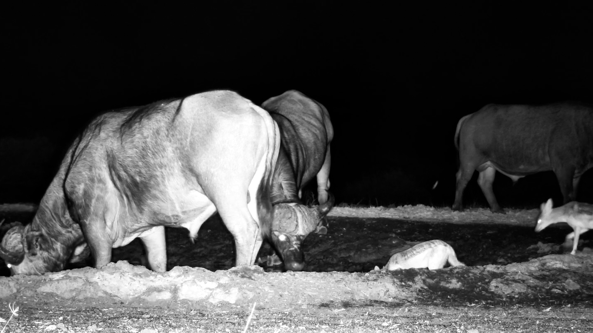 Black-Backed Jackals Join Buffalo at ol Donyo