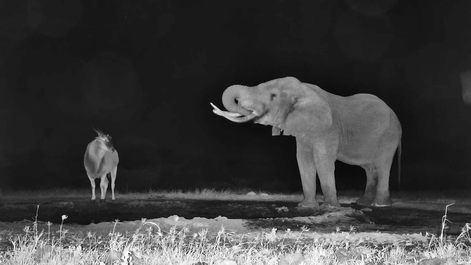 Elephant & Eland Share a Midnight Drink