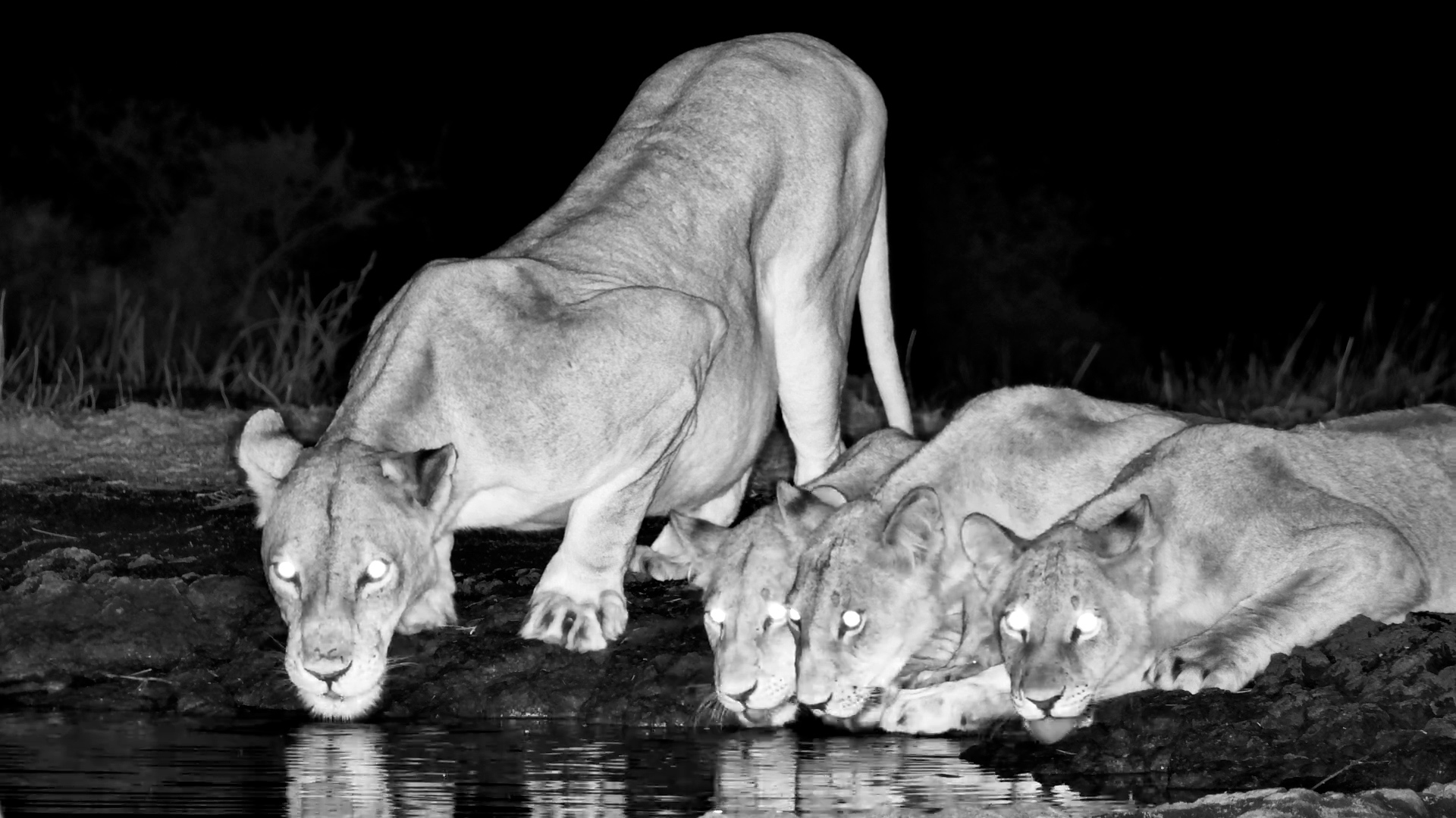 Kukuokeli’s Nighttime Visit: Cubs Play & Calls