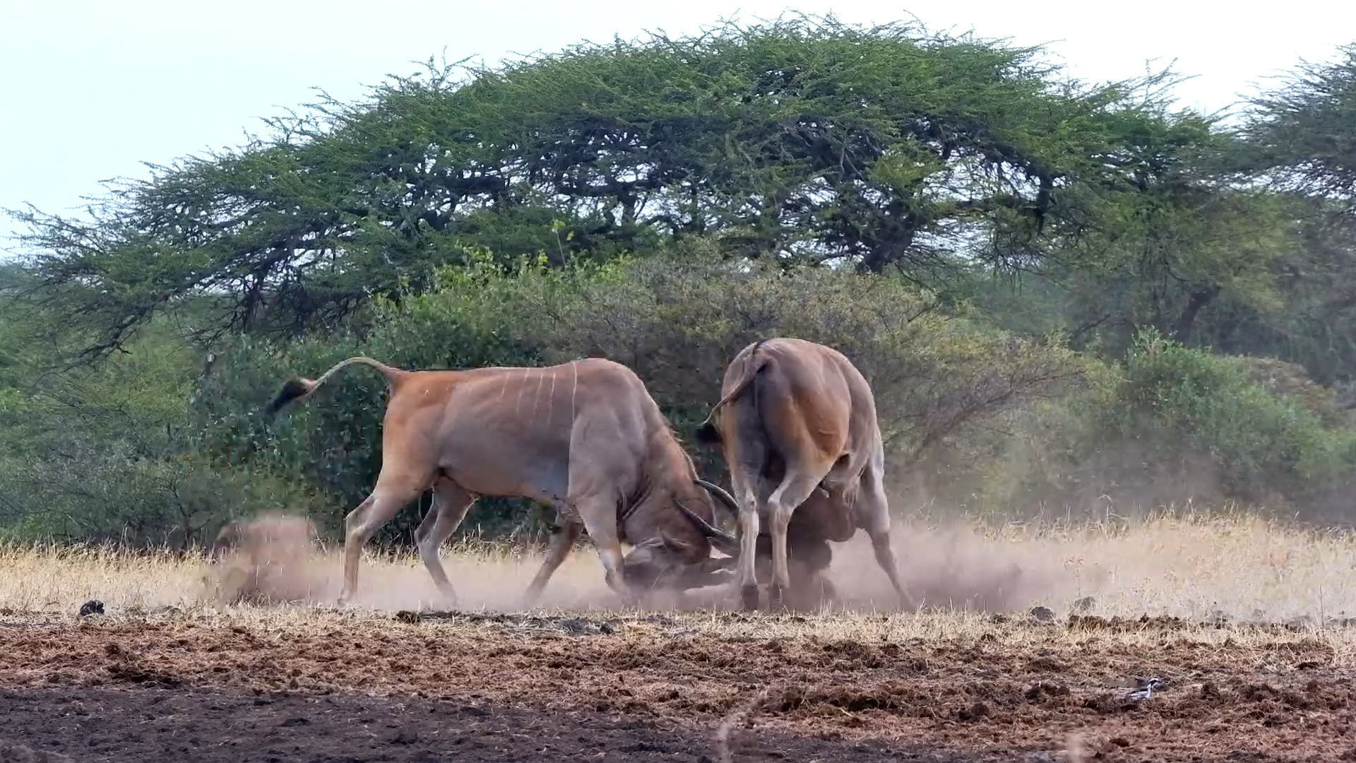 Dust and Dominance! Eland Bulls Battle at ol Donyo Waterhole