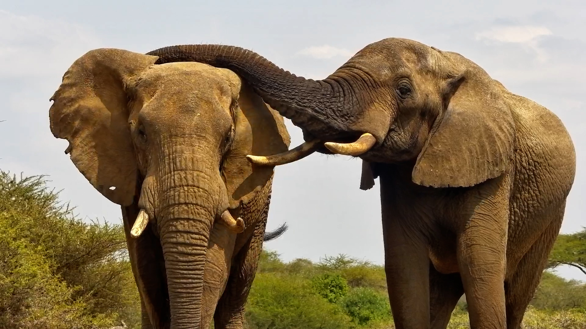 Elephant Gives His Friend a Comforting Pat