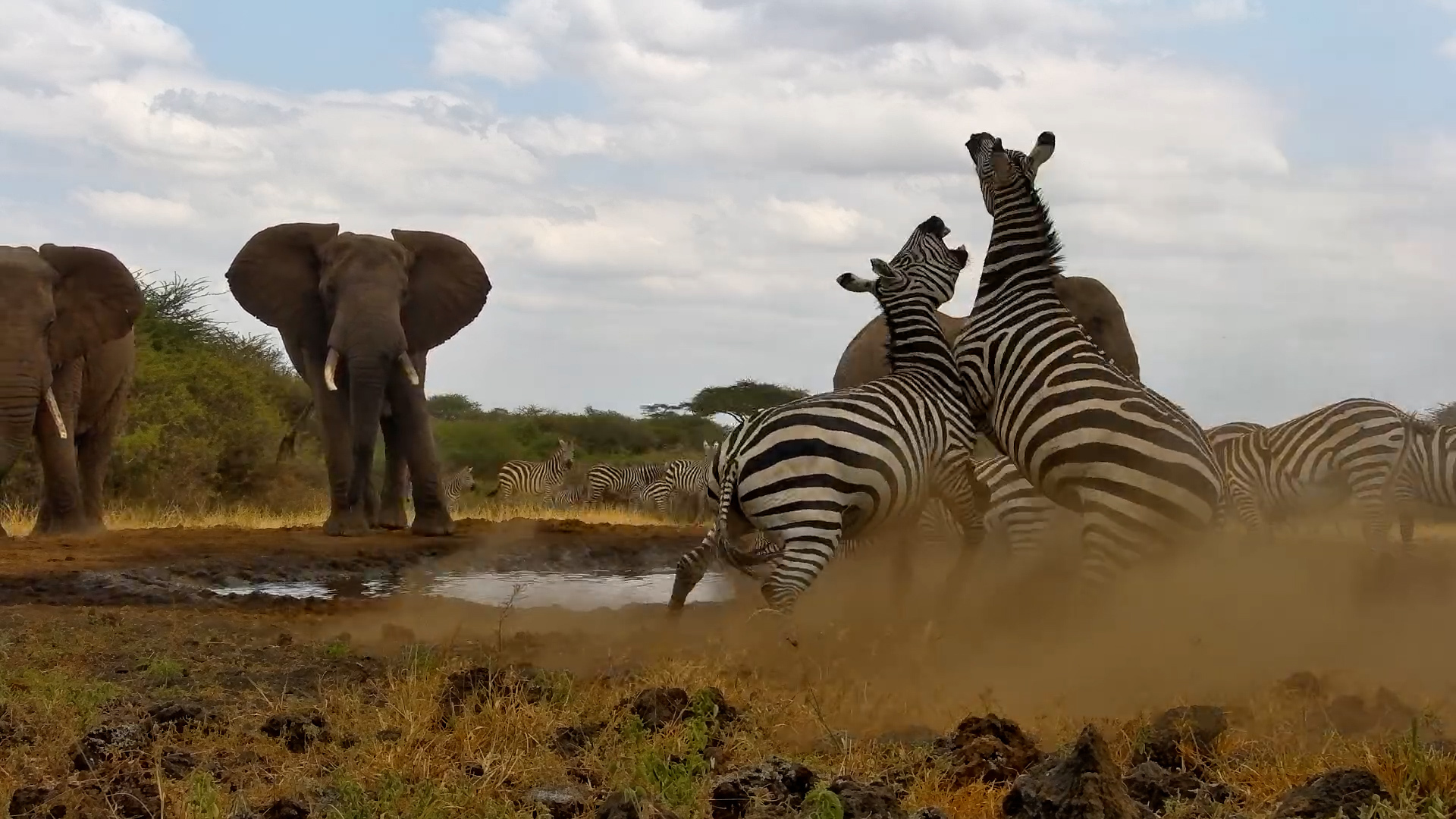 Zebras Fight While Elephants Look On
