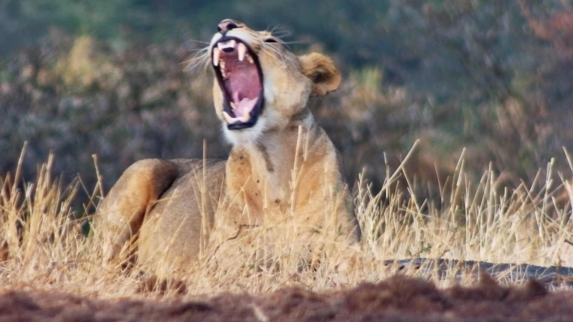 Royal Morning: Kukuokeli, Cubs & Male Play and Drink at Ol Donyo