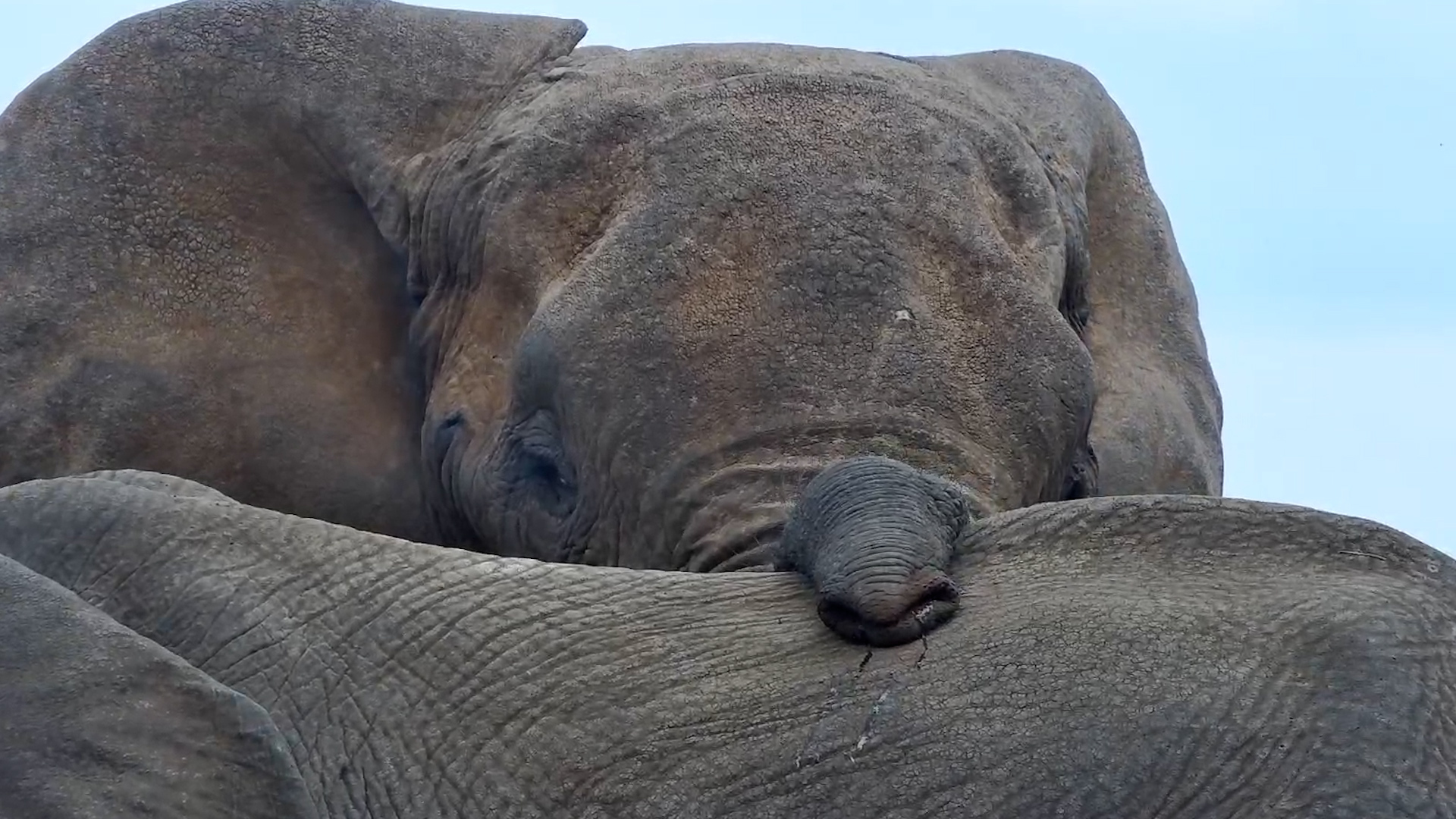 Resting a Heavy Trunk on a Friend’s Back