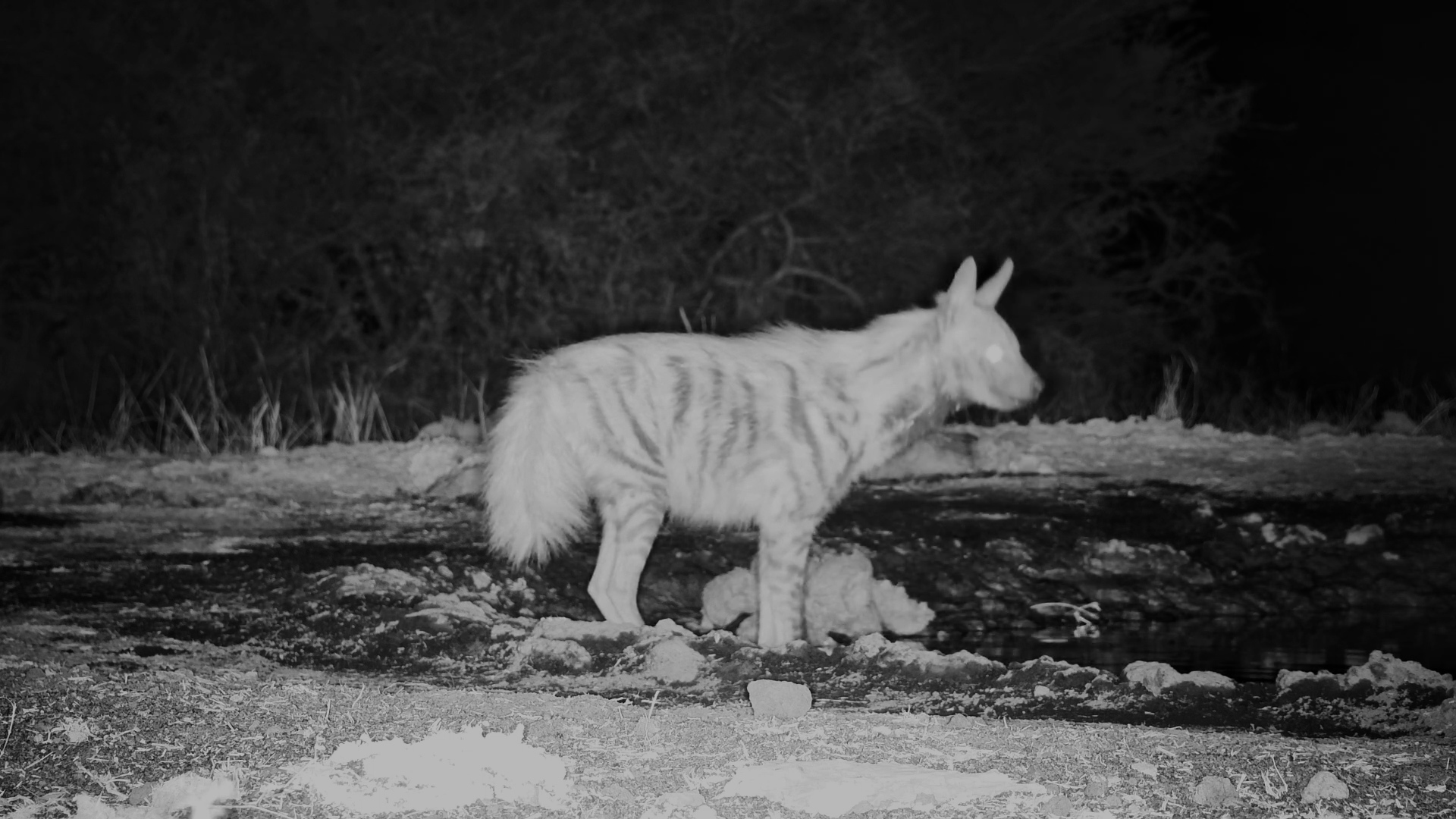 Genet & Striped Hyena Visit ol Donyo Waterhole
