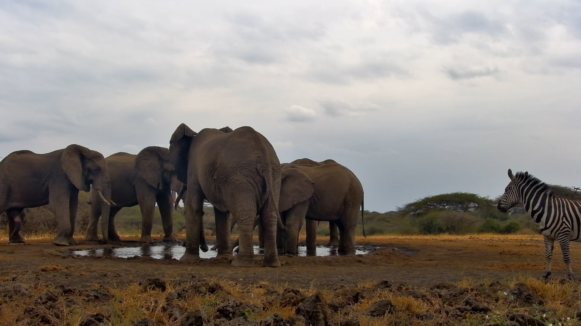 David vs. Goliath: Zebra’s Brave Waterhole Challenge