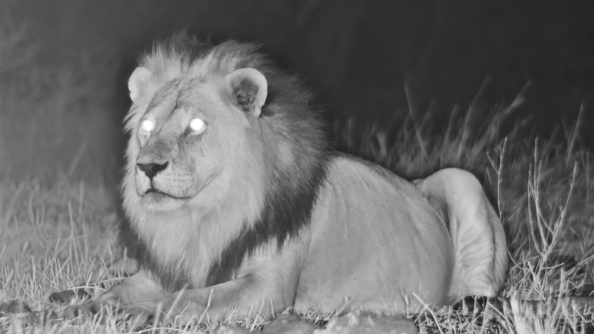 Father and Son Lions Reunite After Powerful Roars in the Night