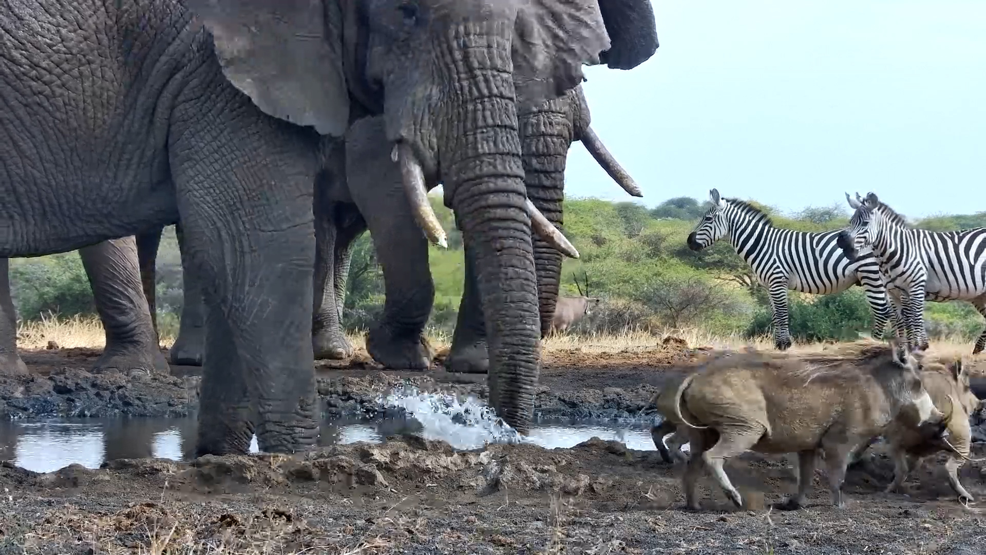 Warthogs Brave the Giants: Elephant Throws Water at Them!