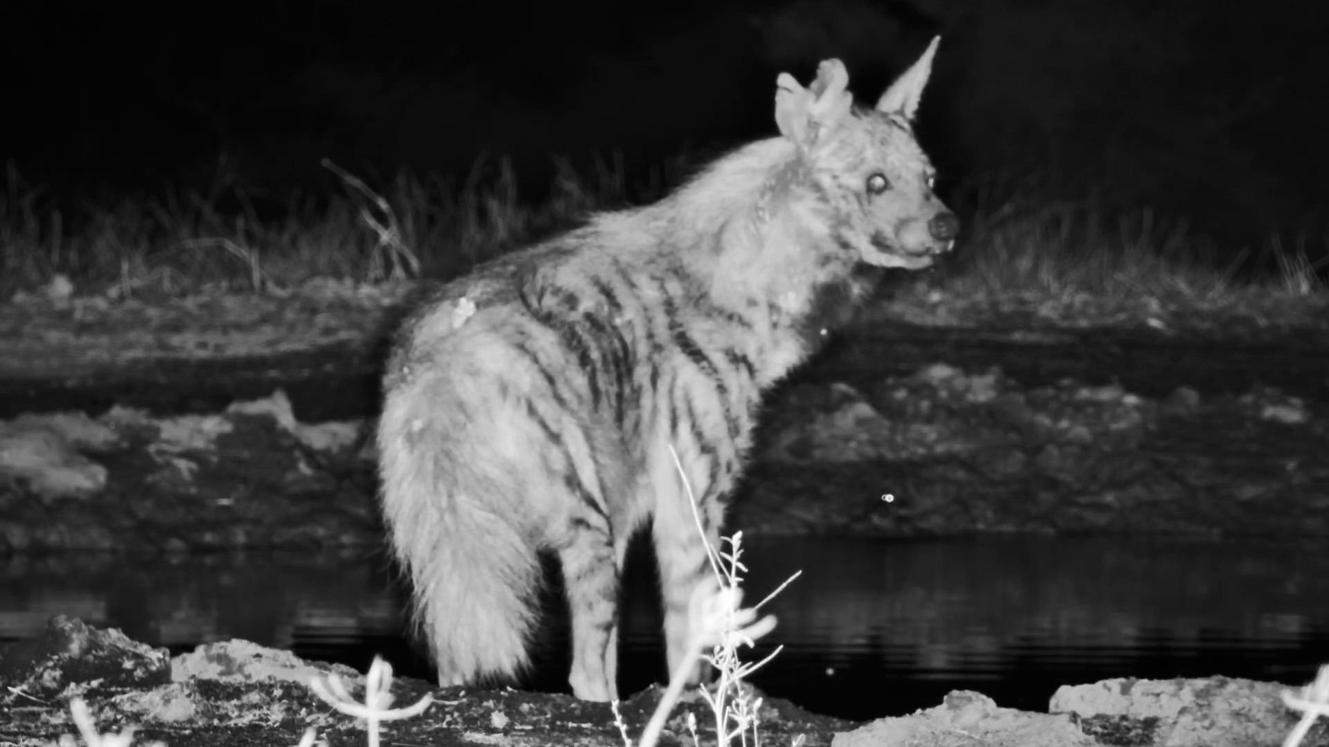 Battle-Scarred Striped Hyena | The Wild’s “Werewolf”