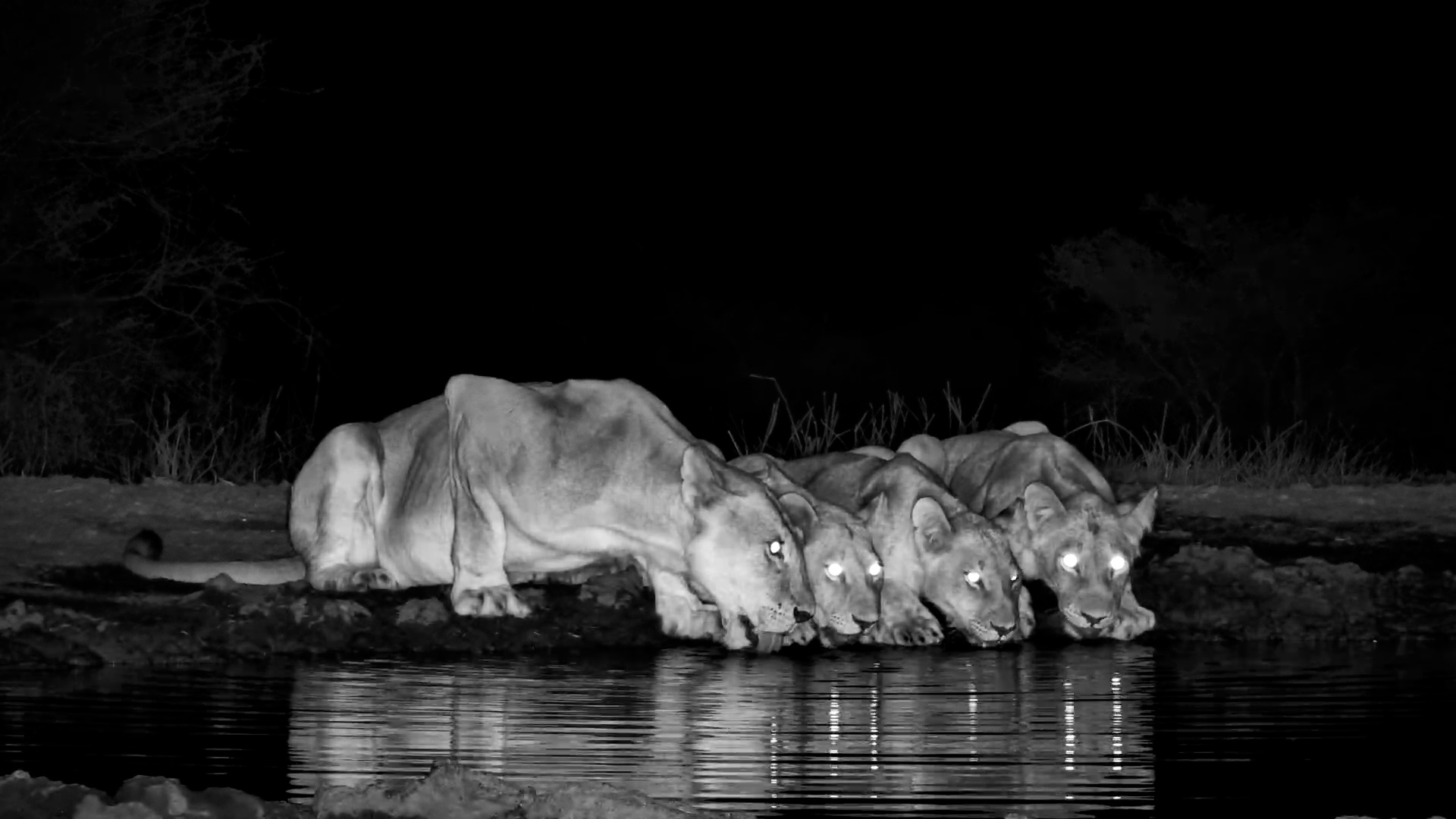 Kukuokeli’s Family Arrives for a Drink