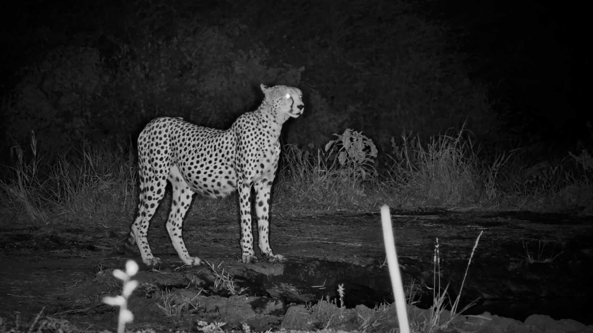 The Cheetah Knew It Was Time to Move On
