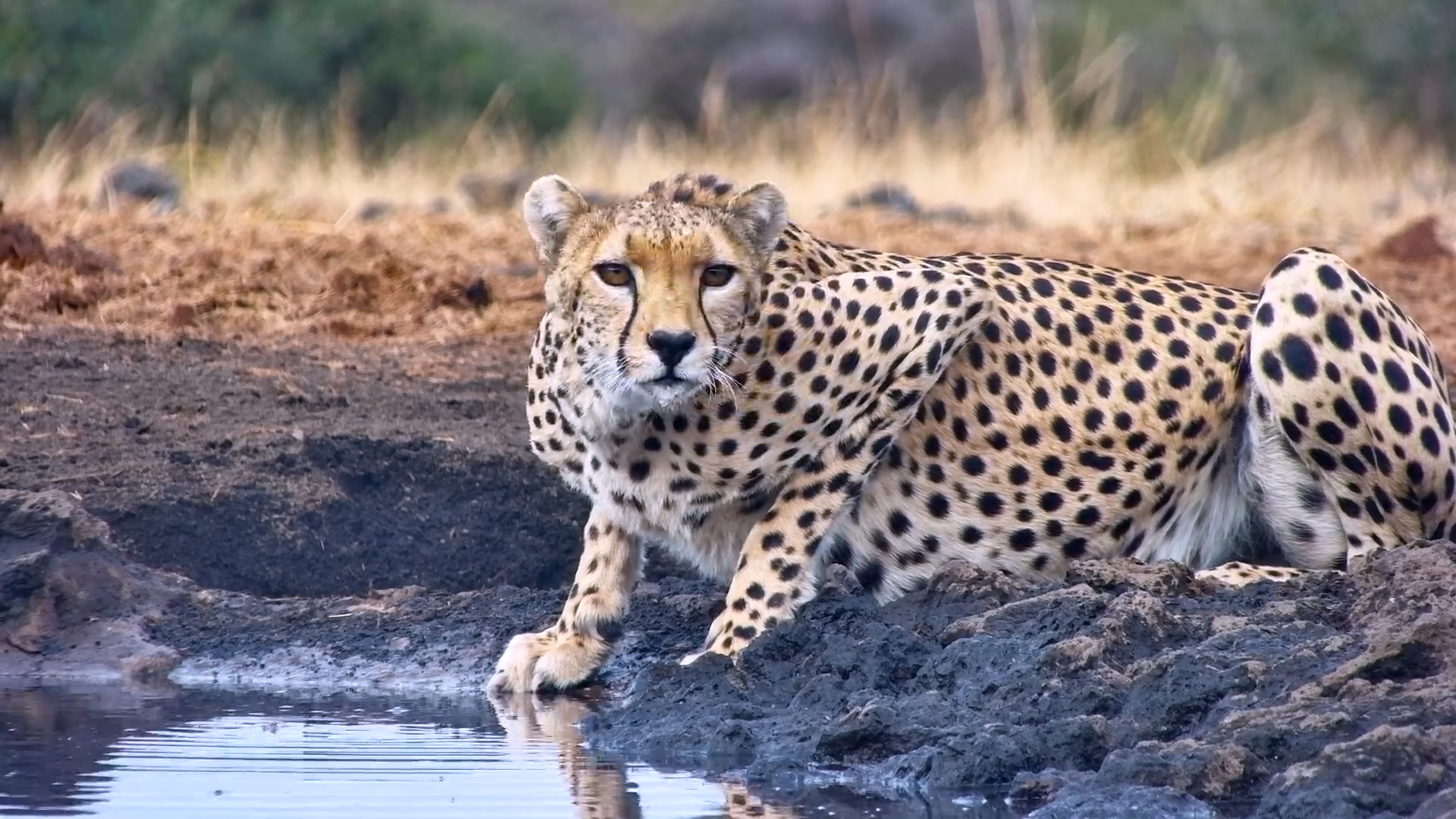 Cheetah Drinks While Giraffe Looks On