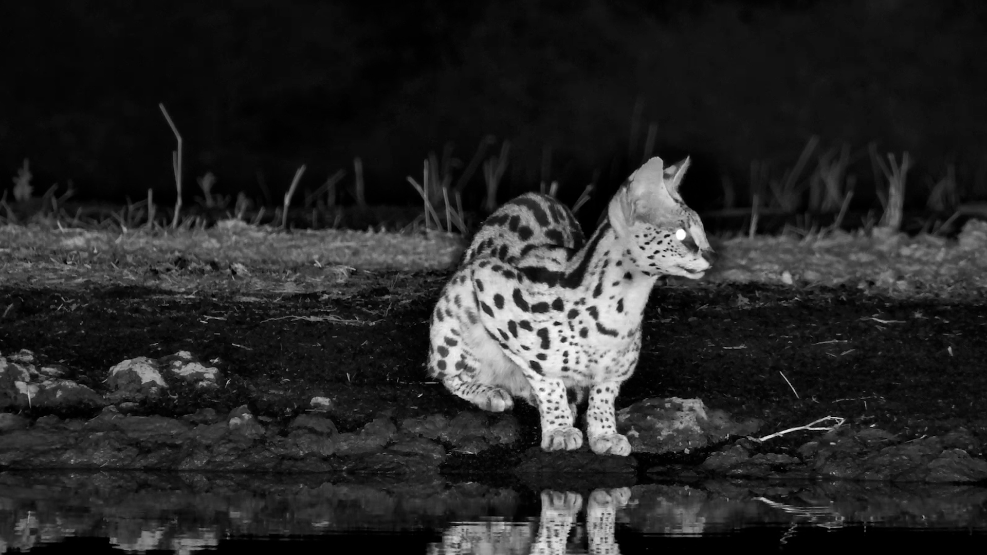 Spotted Eagle-Owl Flies as Serval Arrives