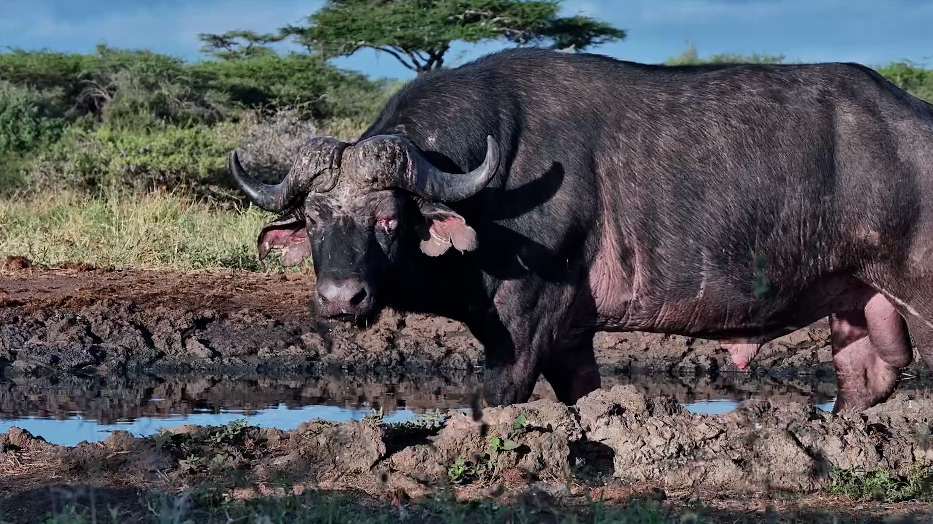 The Bull’s Swollen Eye Was Hard to Ignore