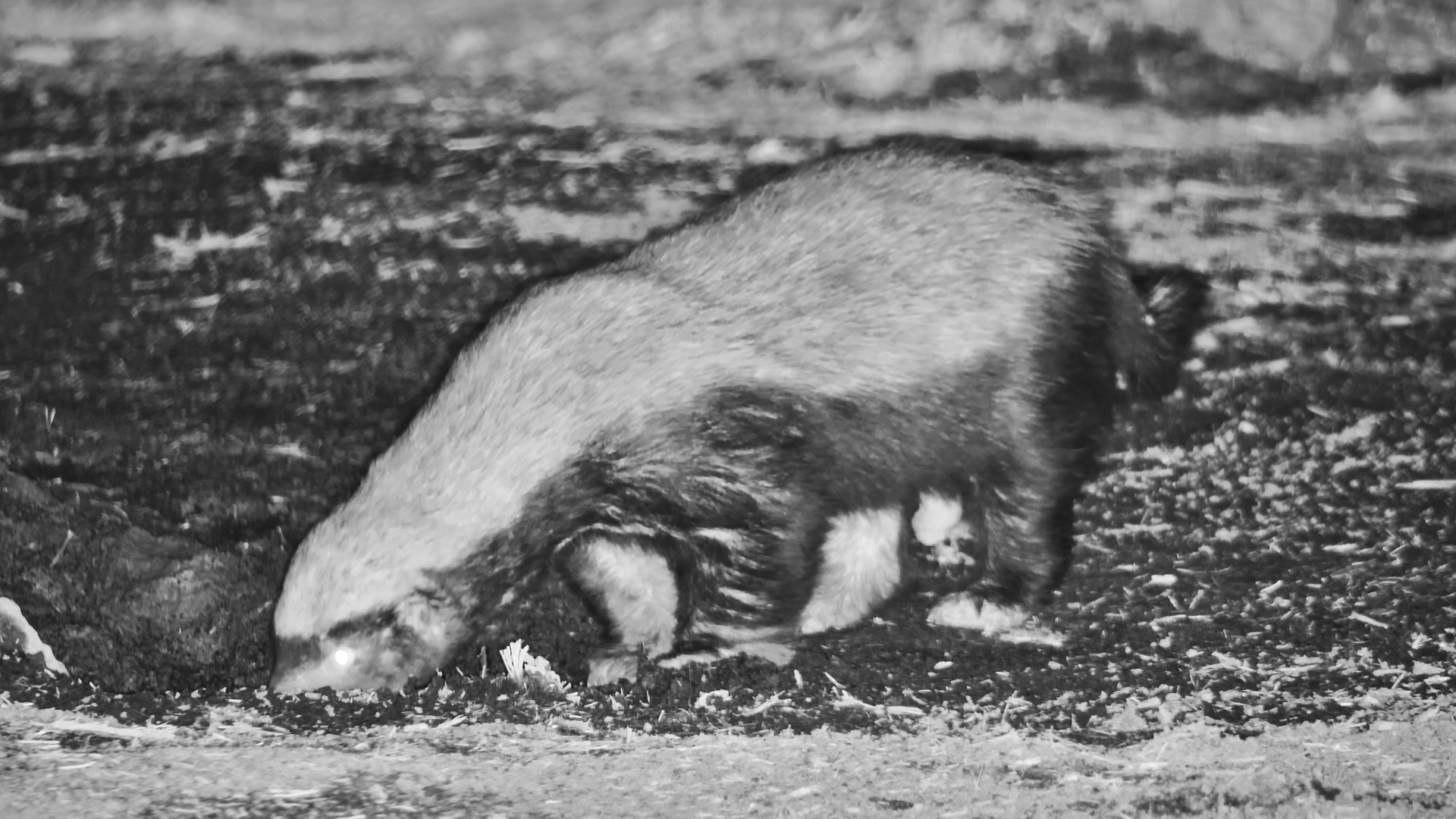 Honey Badgers After Dark: Quick Sip, No Nonsense at ol Donyo