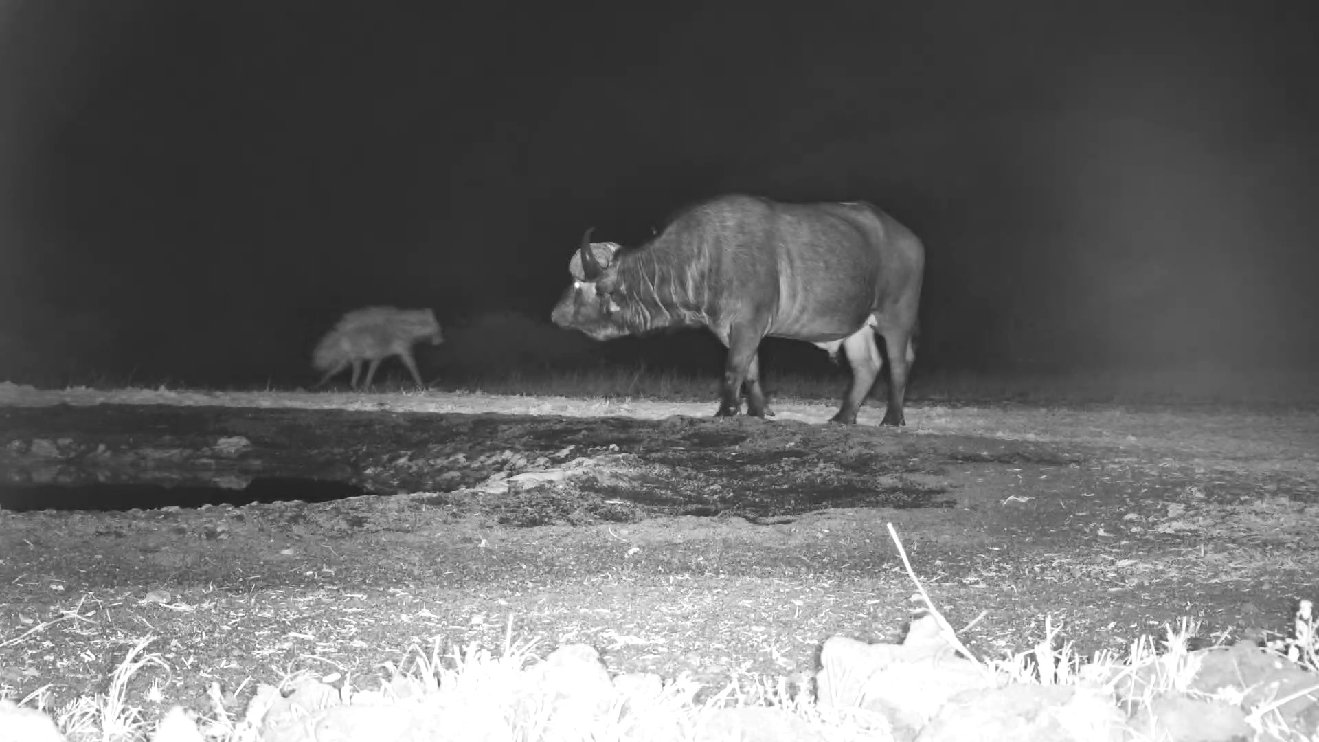 Striped Hyena Gives Way to Buffalo Bull at ol Donyo