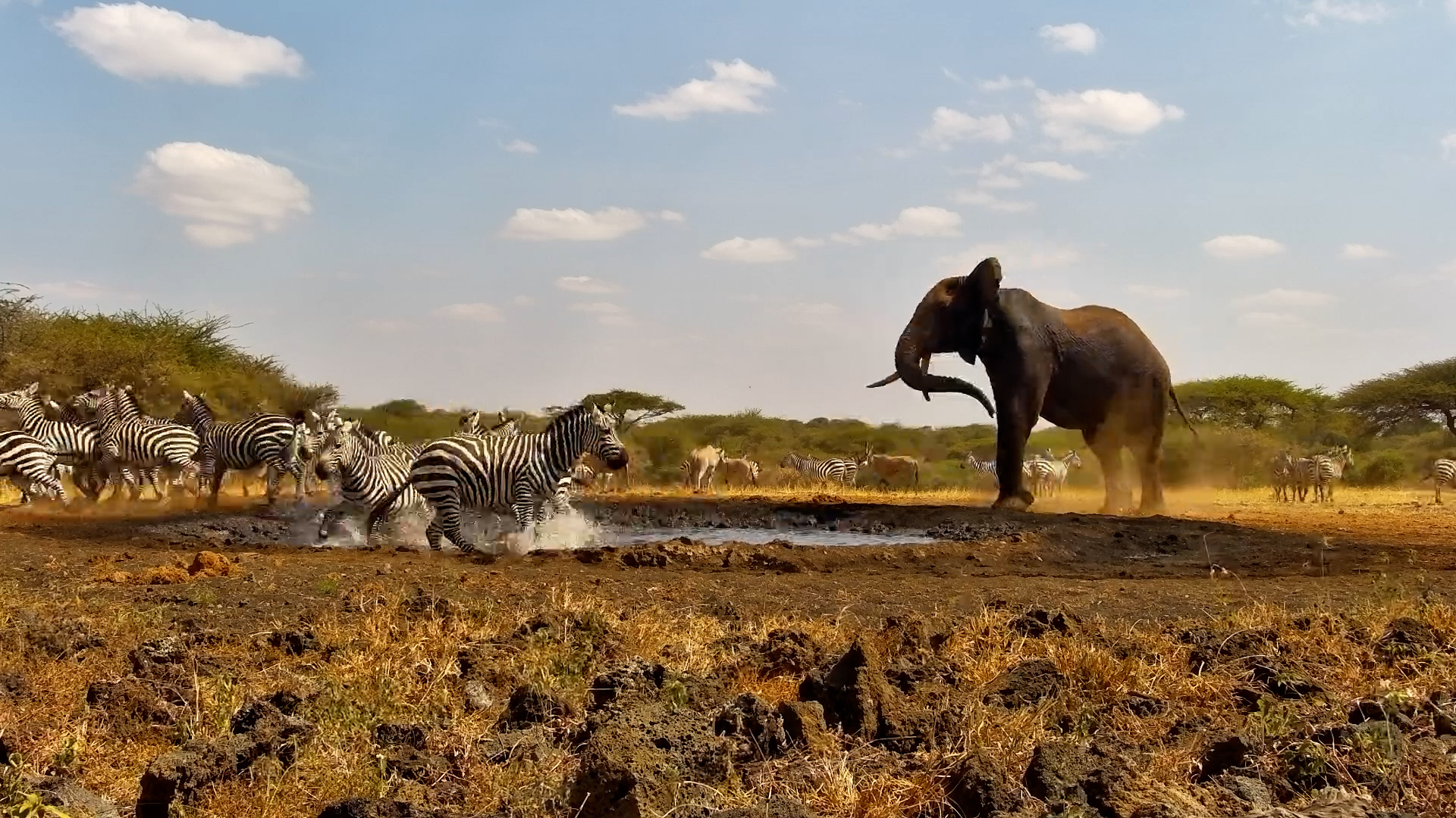 Elephants Lose Patience, Chase Zebras from Ol Donyo Waterhole