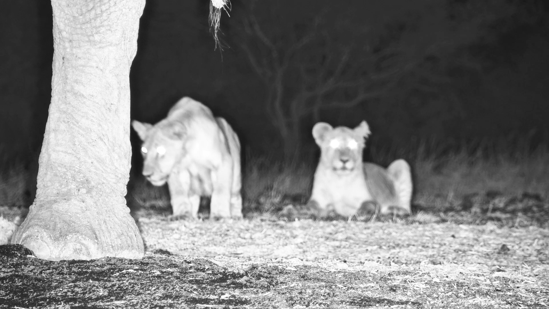 Lion Cubs Play Behind an Elephant at Night