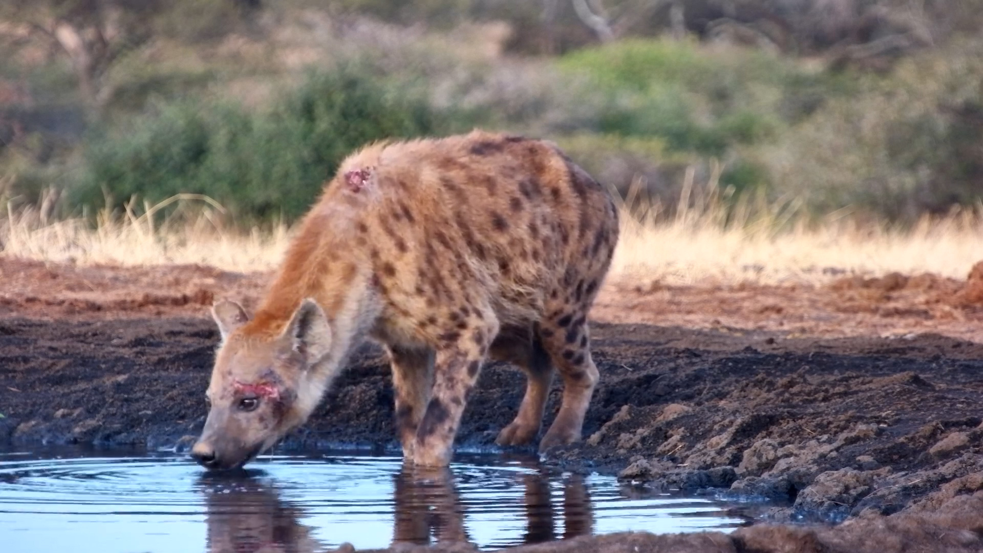 Scarred Survivor: Spotted Hyena Drinks After a Night of Conflict