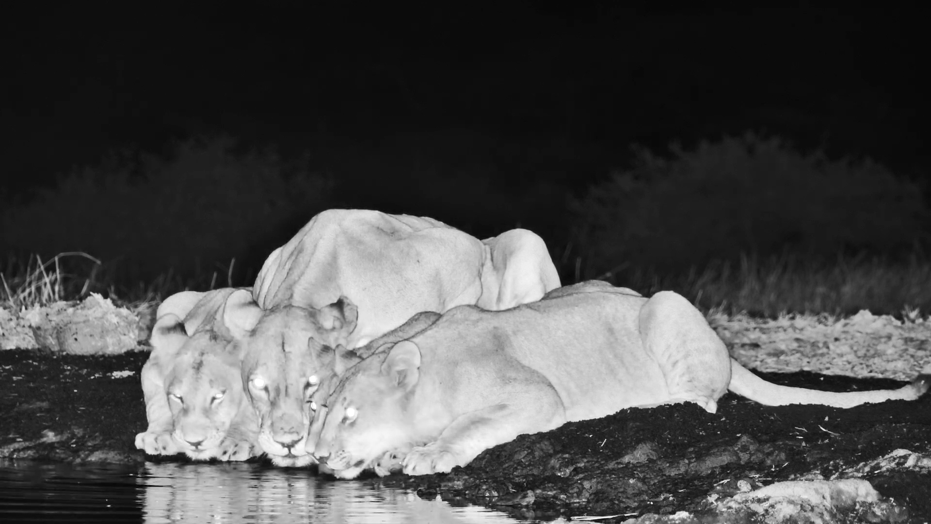 Leopard Slips Away as Lions Arrive at ol Donyo Waterhole