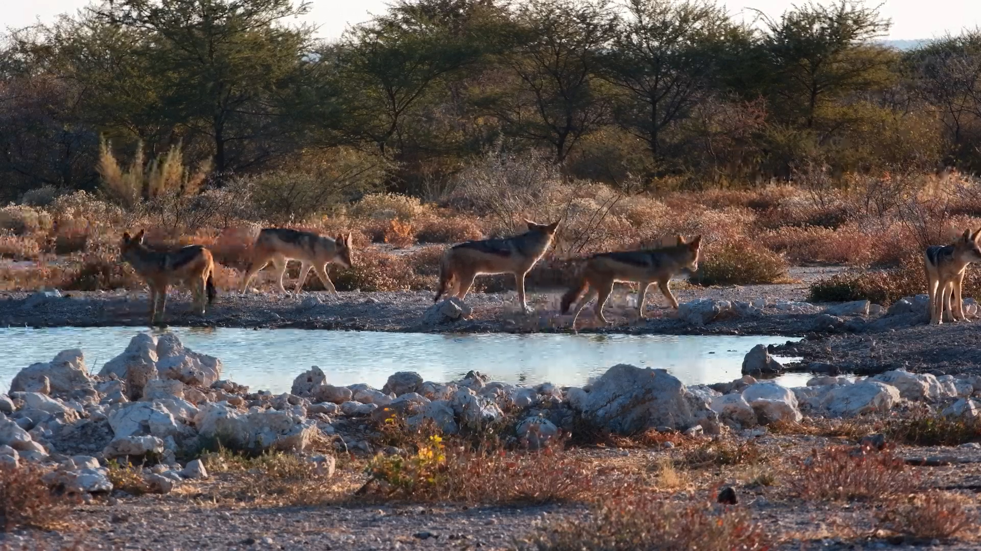Jackal Pack Arrives for a Quiet Drink at Onguma