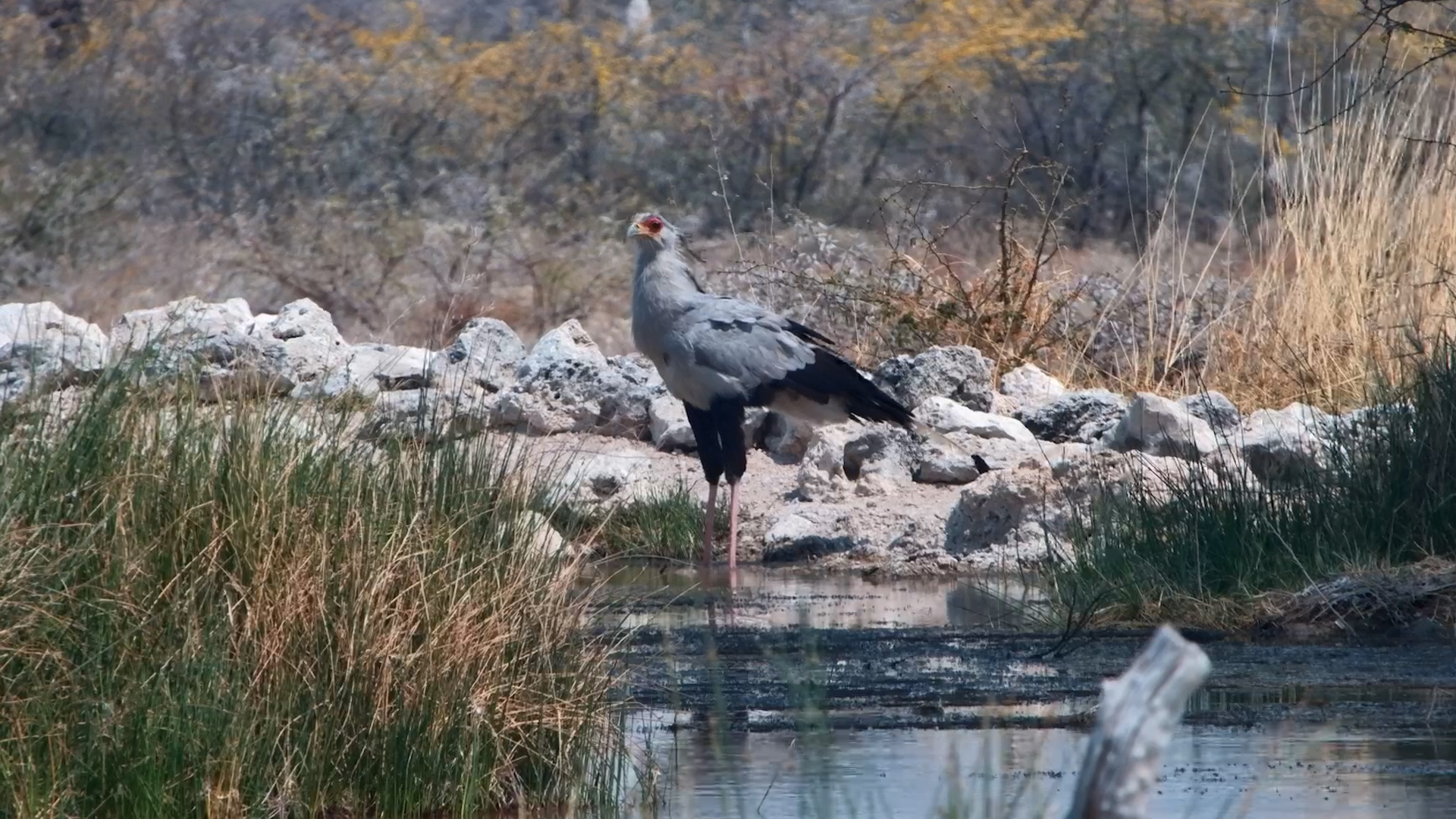 Secretary Bird Strolls Across Onguma The Fort