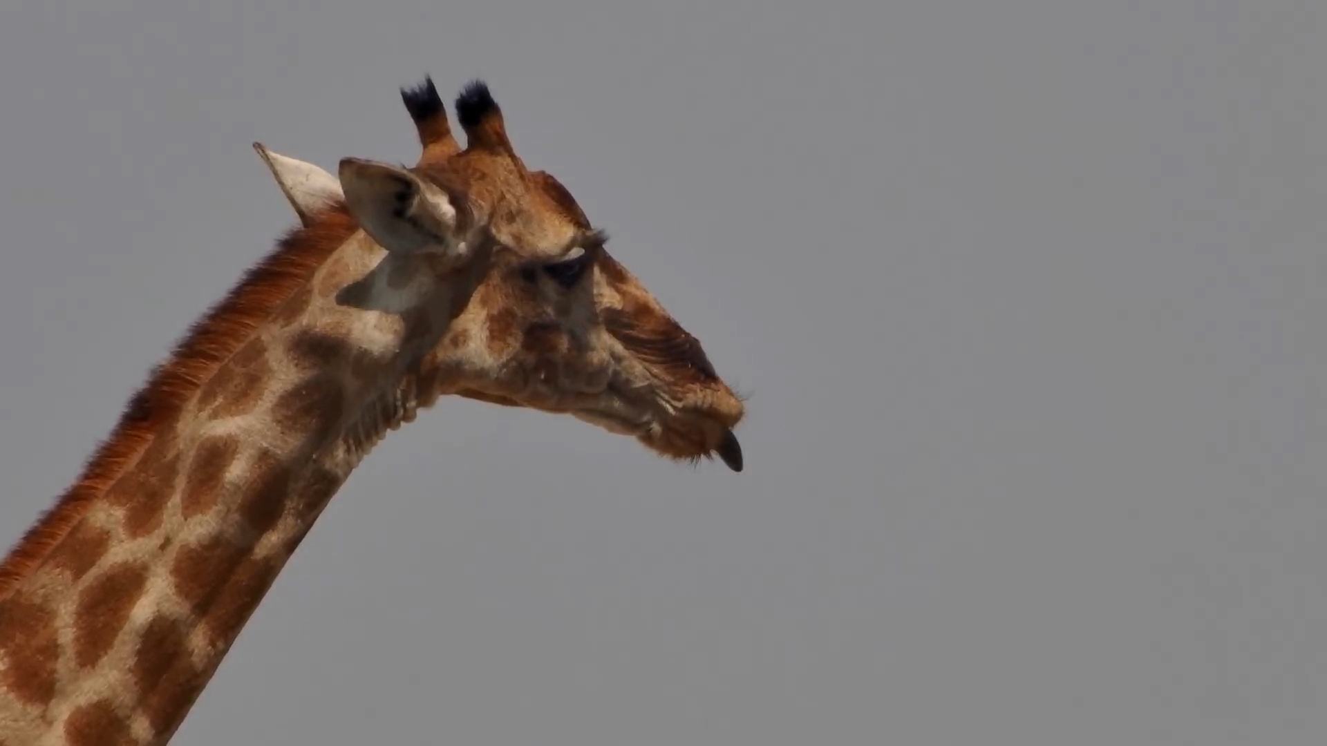 Female Giraffe Enjoys a Quiet Drink at Onguma