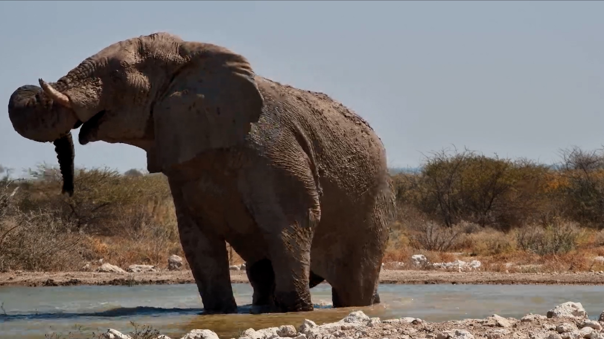 Mighty Bull Elephant's Satisfying Afternoon Routine